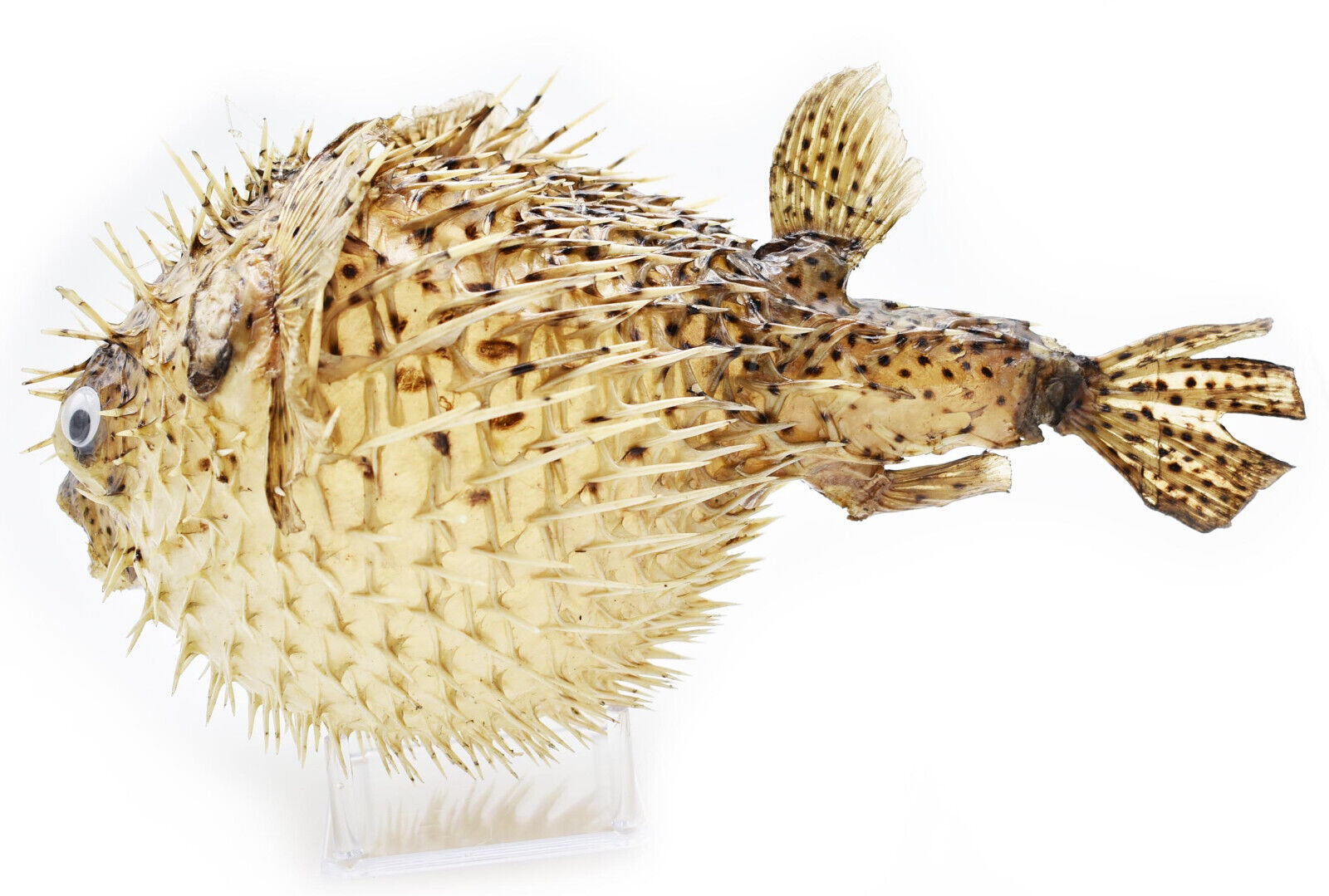Real Giant Dried Porcupine Fish (13\