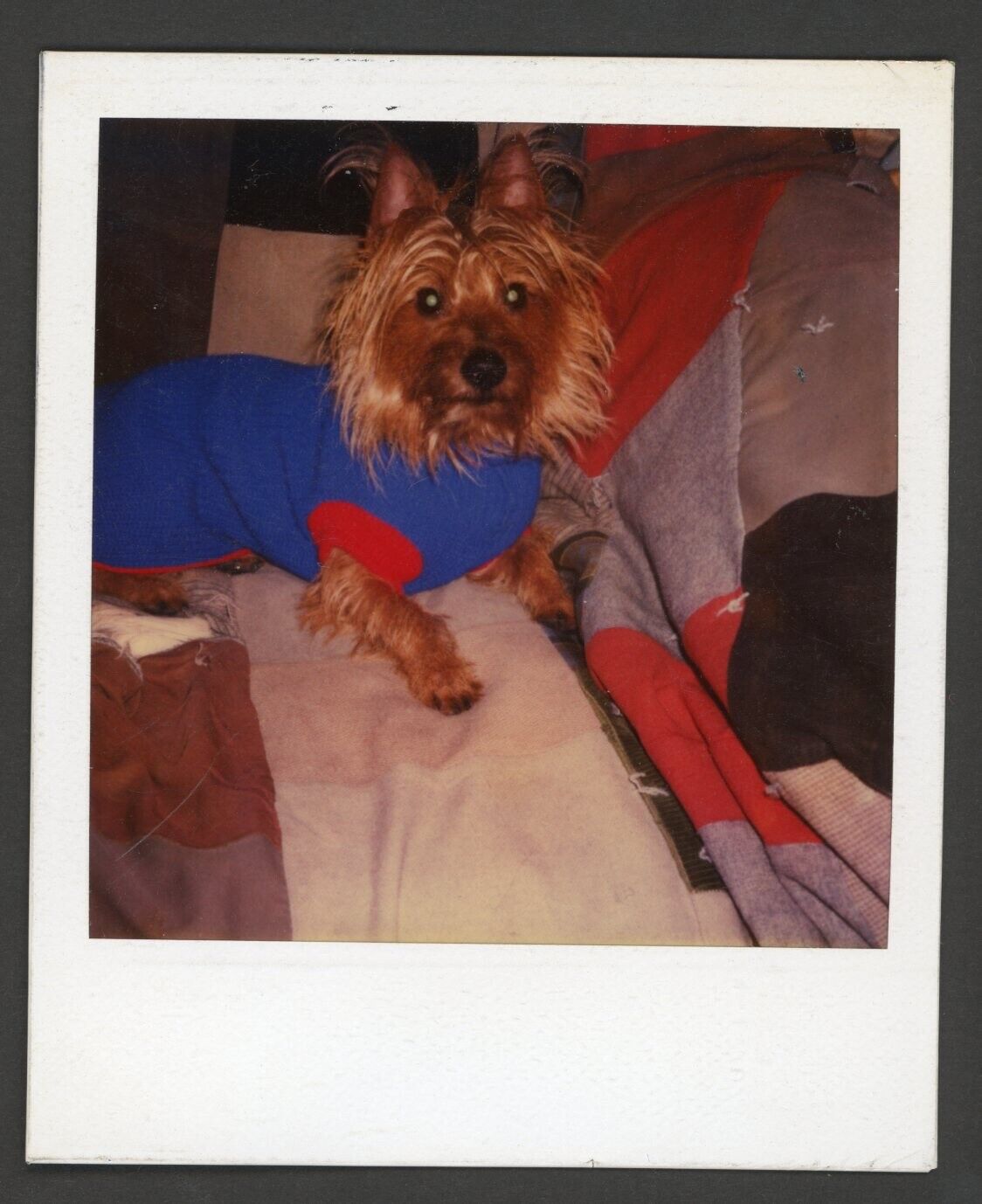 Cute Sweater Wearing Dog Yorkshire Terrier Yorkie Portrait Instant Photo 1980s