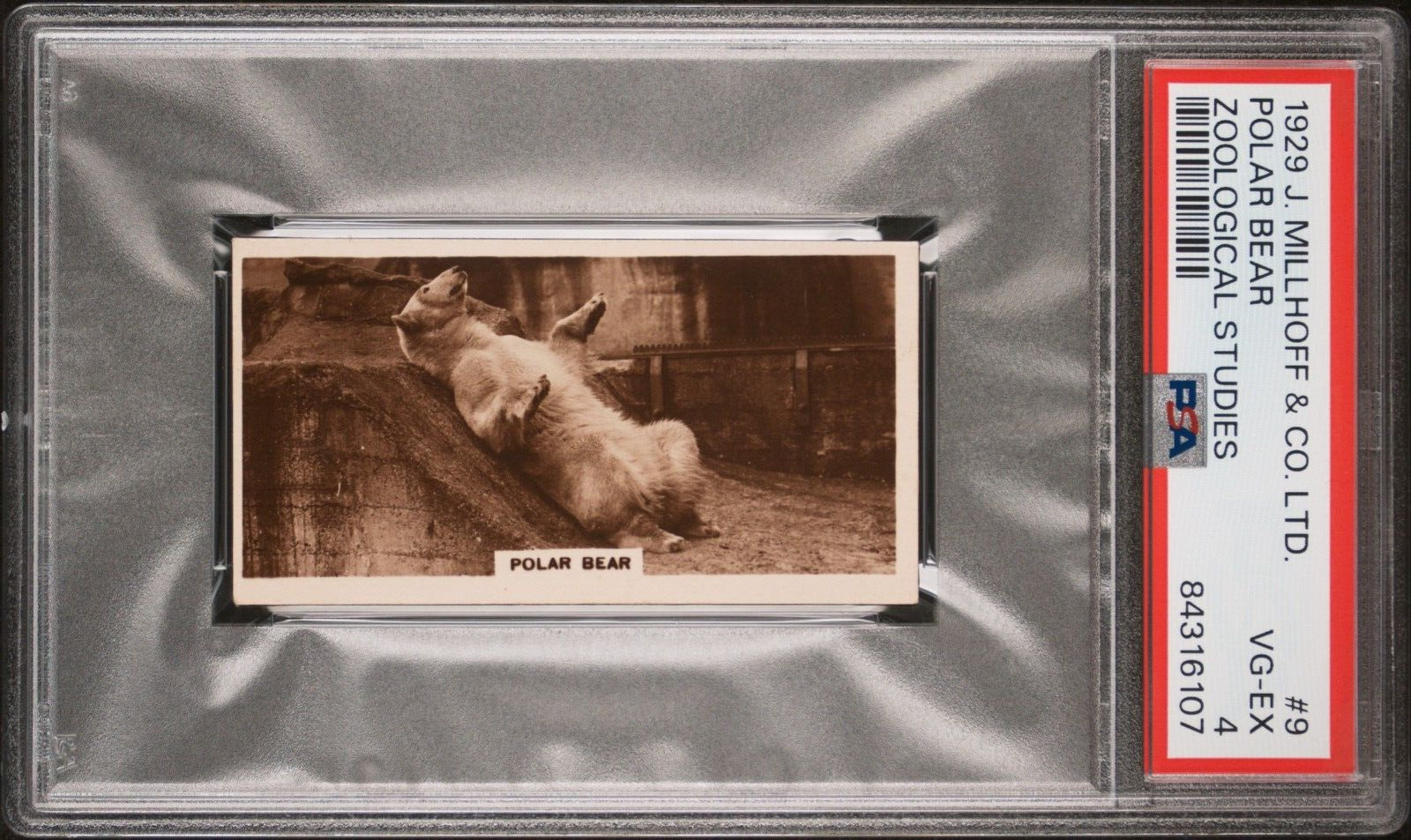 1929 J. Millhoff & Co. Ltd. Zoological Studies #9 Polar Bear PSA 4 Pop 1 0 Hghr