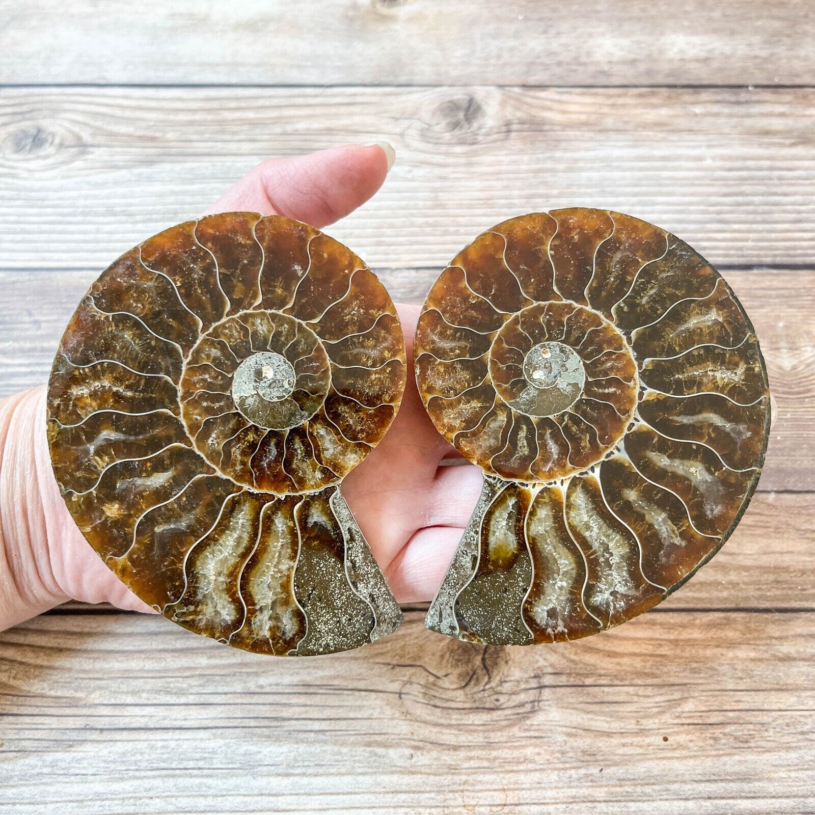 Ammonite Fossil Pair with Calcite Chambers 226g, Polished