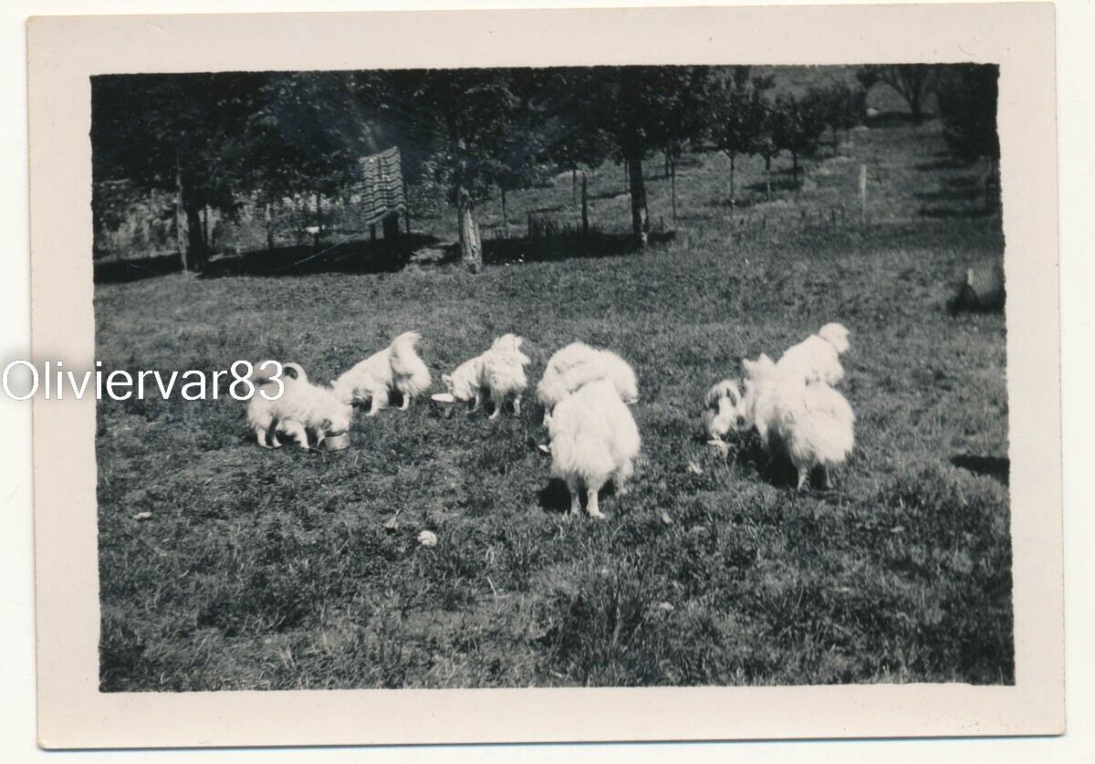 Vintage photo 1935 - group of white Pomeranian dogs on grass