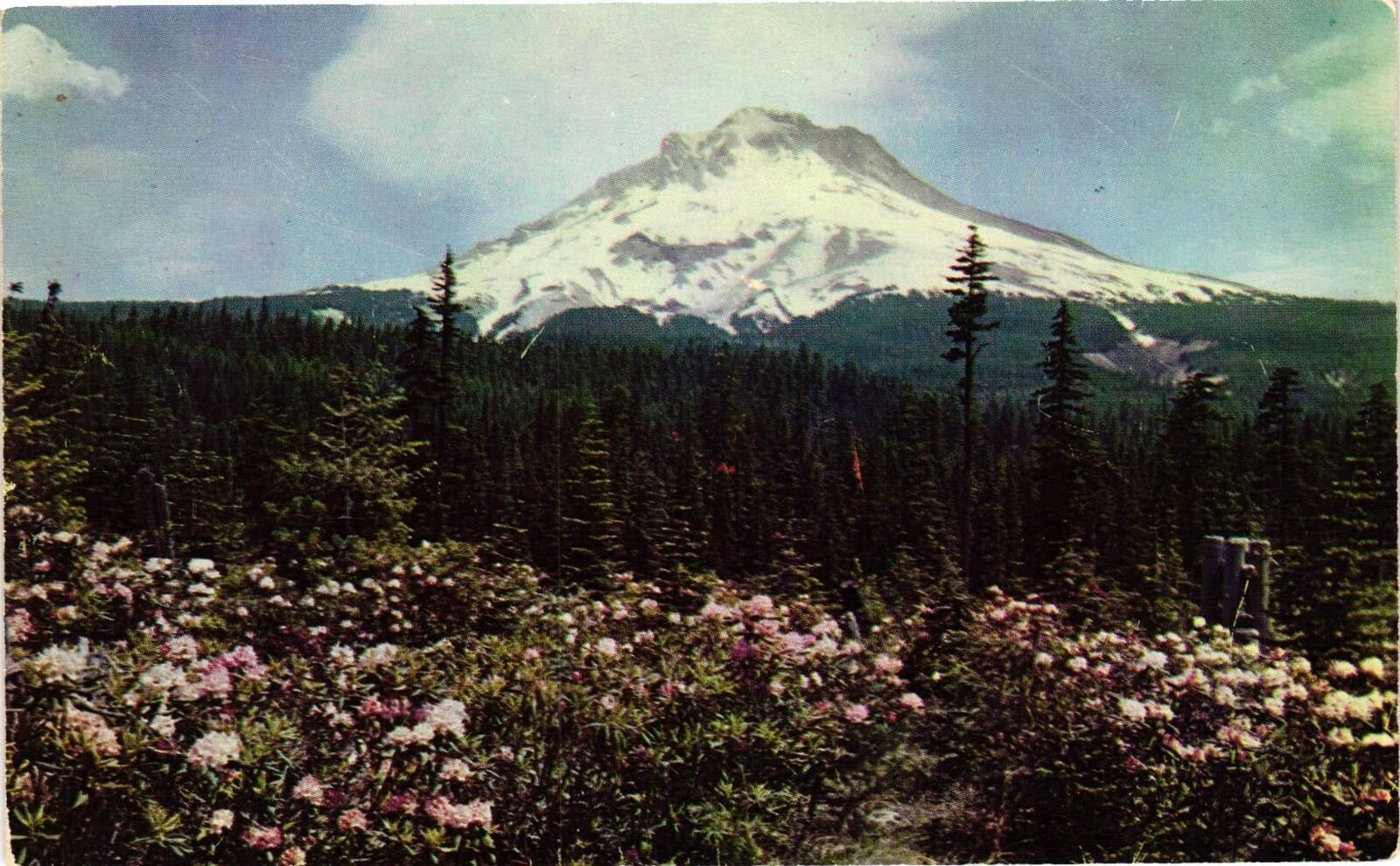Vintage Postcard- Rhododendron Time, Mt. Hood, OR 1960s