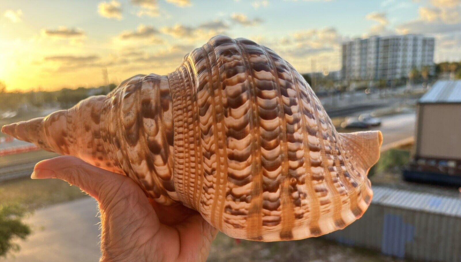 GIANT TRITON SHELL 12 INCHES STUNNING