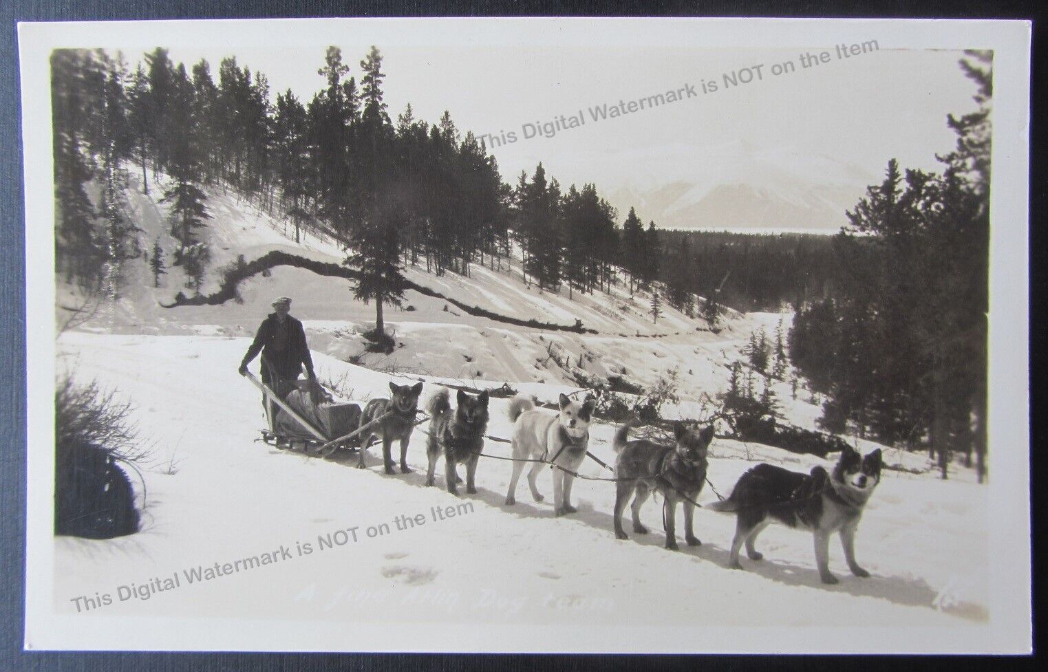 Antique RPPC c1910 Man with 5 Dog Team Sled Snow Atlin BC Morris Taylor Canada 