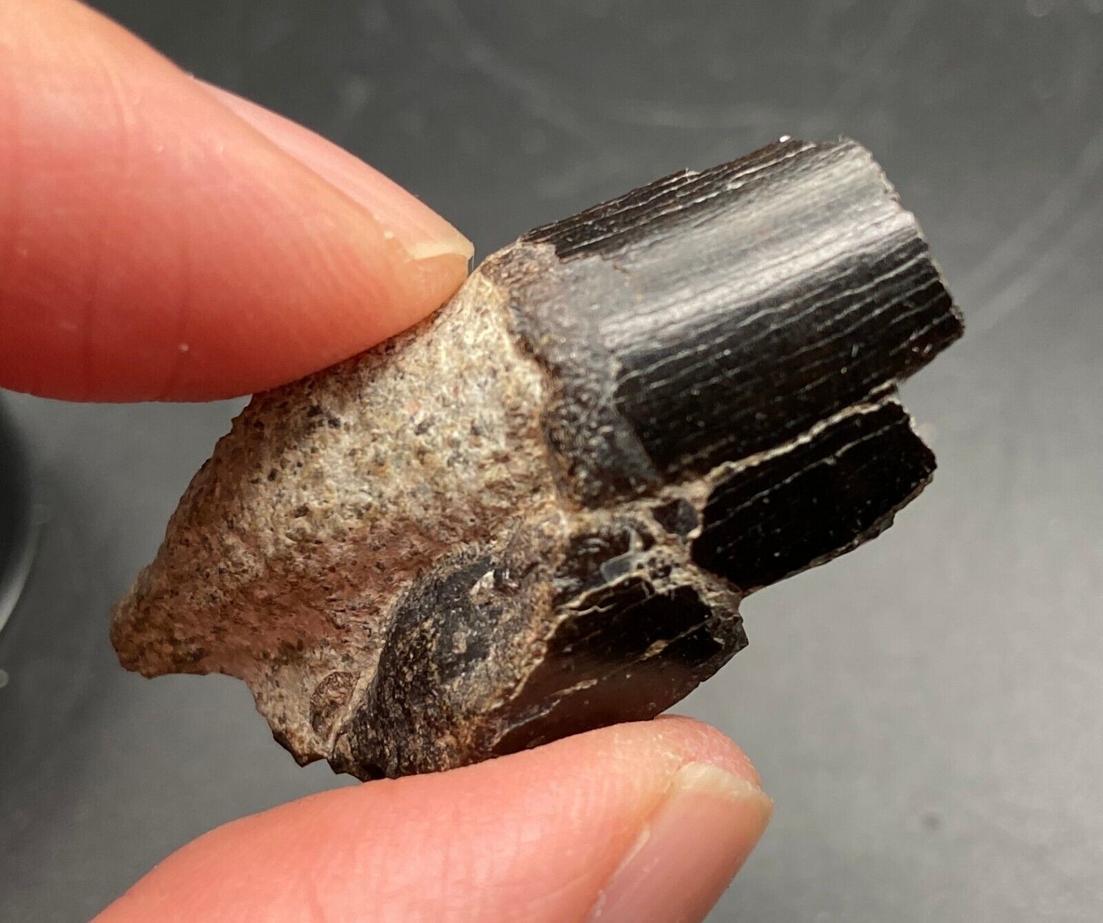 3.5 cm Gorgosaurus tooth fragment - Judith River fm Montana