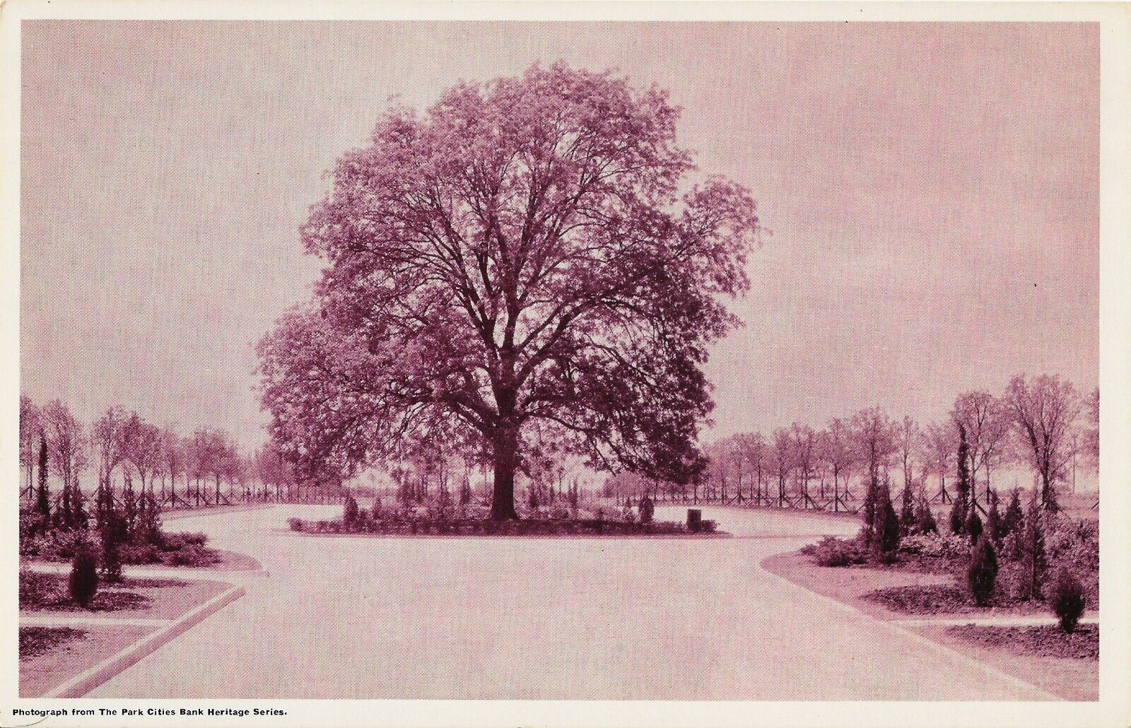 Postcard TX Dallas Highland Park Pecan Tree Preston Rd & Armstrong Pkwy 1924