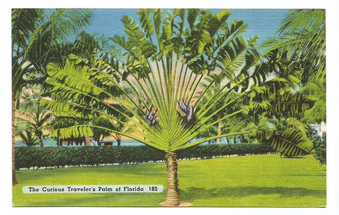 FL Postcard Florida Travelers Palm Tropical