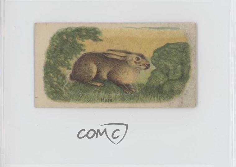 1916 Millbank Animals Stand-Ups Tobacco Hare #40 z6d