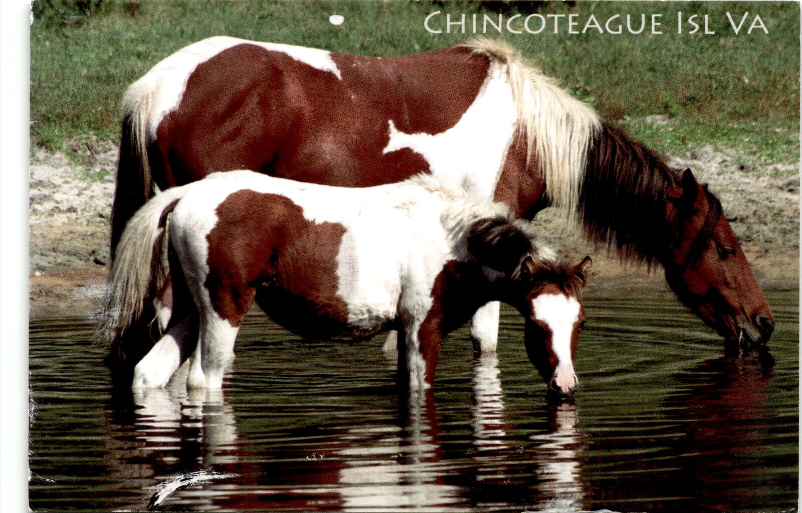 Jean, Chincoteague Island, Virginia, Accomack County, Pony Swim, Postcard