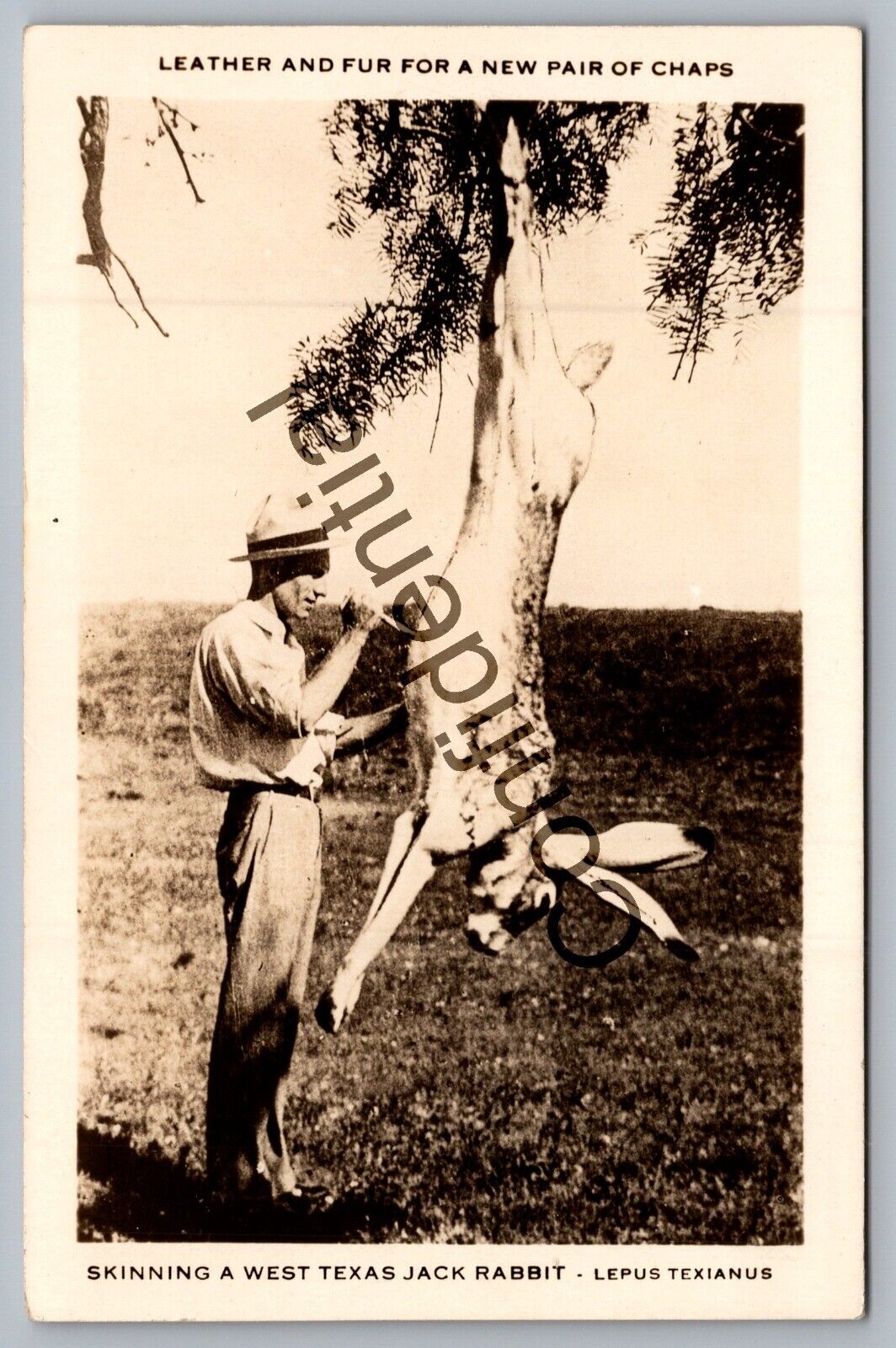 Real Photo West Texas Hunter w/ Exaggerated Giant Jack Rabbit TX RPPC RP D604