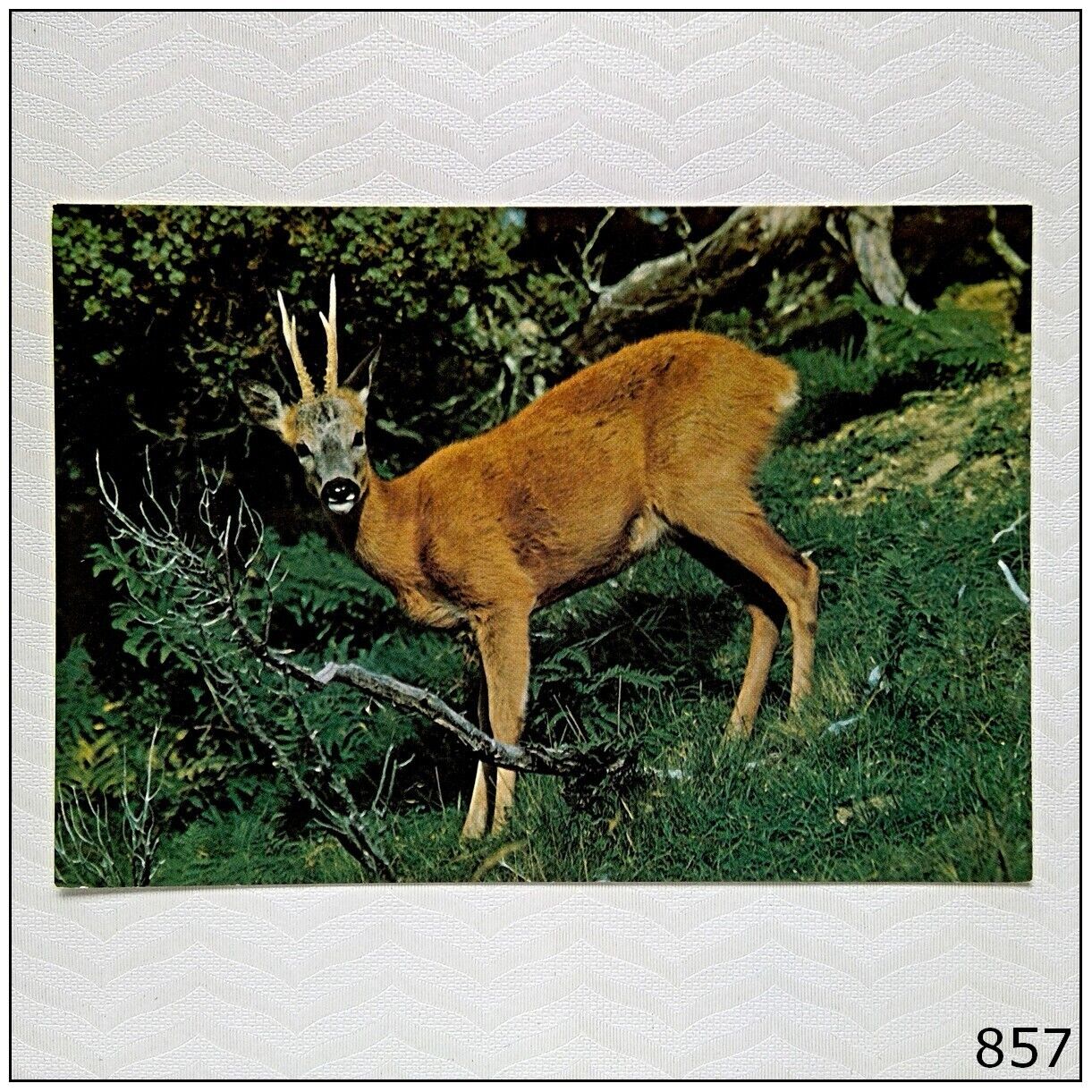 A healthy young buck Roe Deer Highland Wildlife Park Kincraig Postcard (P857)
