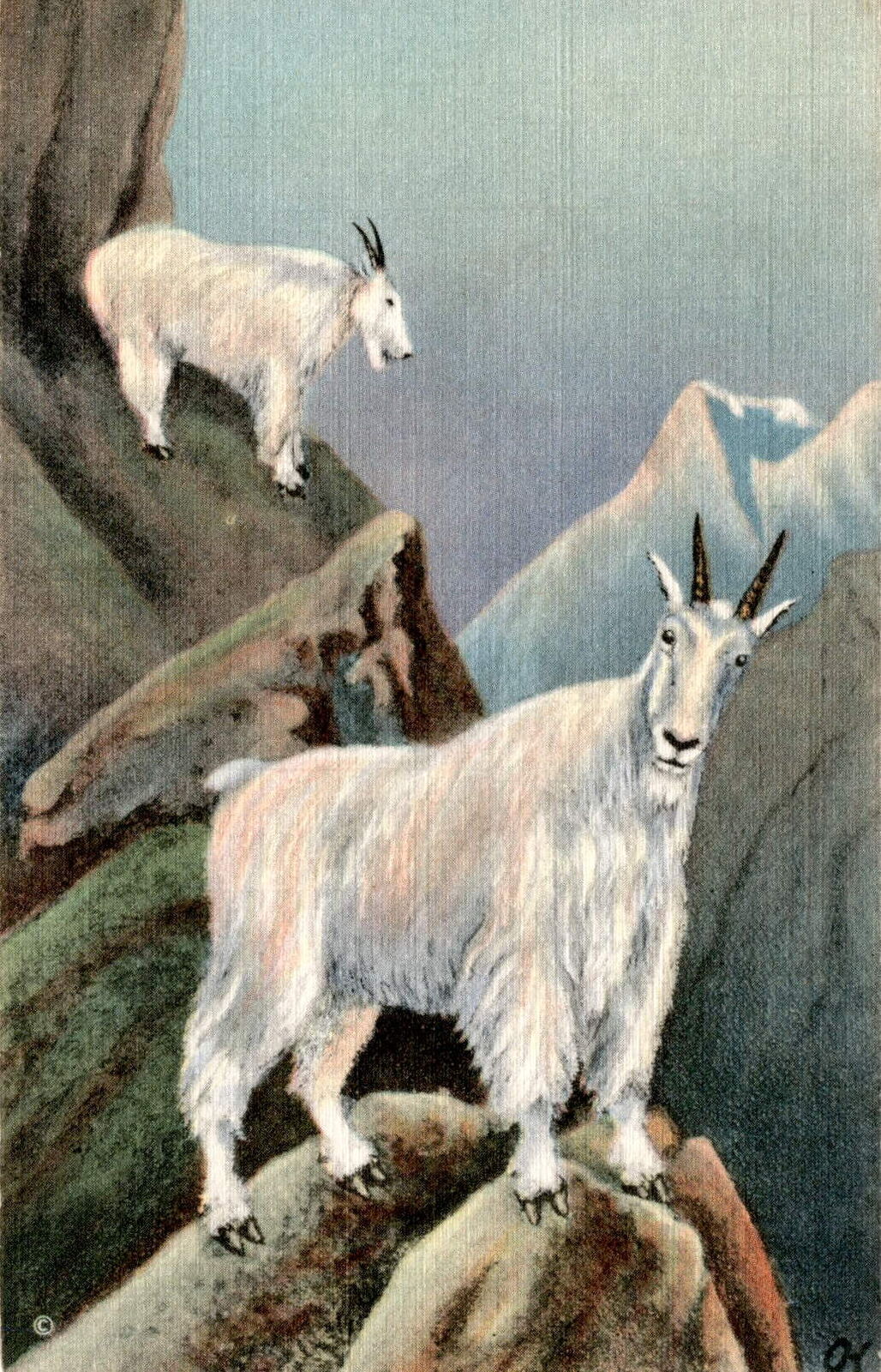 Alaskan, white mountain sheep, Dalls, Curt Teich & Co., Inc., Chicago,  Postcard