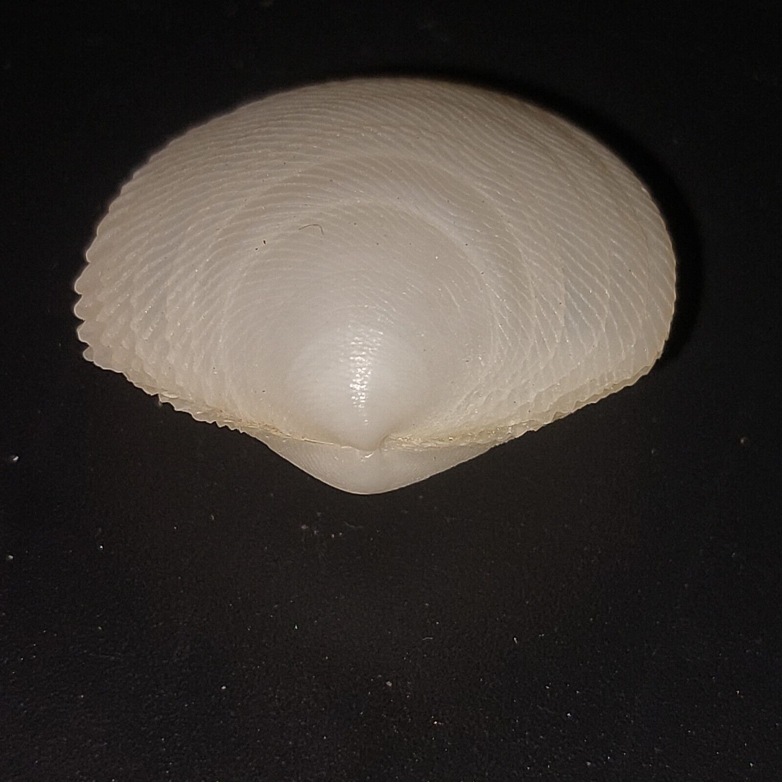  Divalinga quadrisulcata Attach Shells Sizes 20+mm Lot of 6 Pairs 