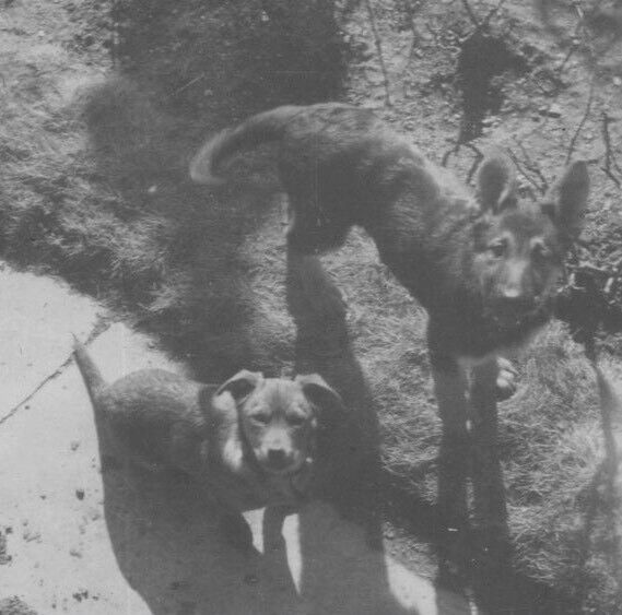 9i Photograph Cute Adorable Pet Dogs Looking Up POV German Shepherd 1940-50’s