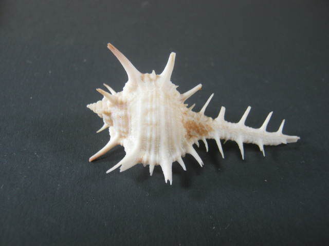 Murex Ternispina (Sea Snail) Shell From Indo-Pacific