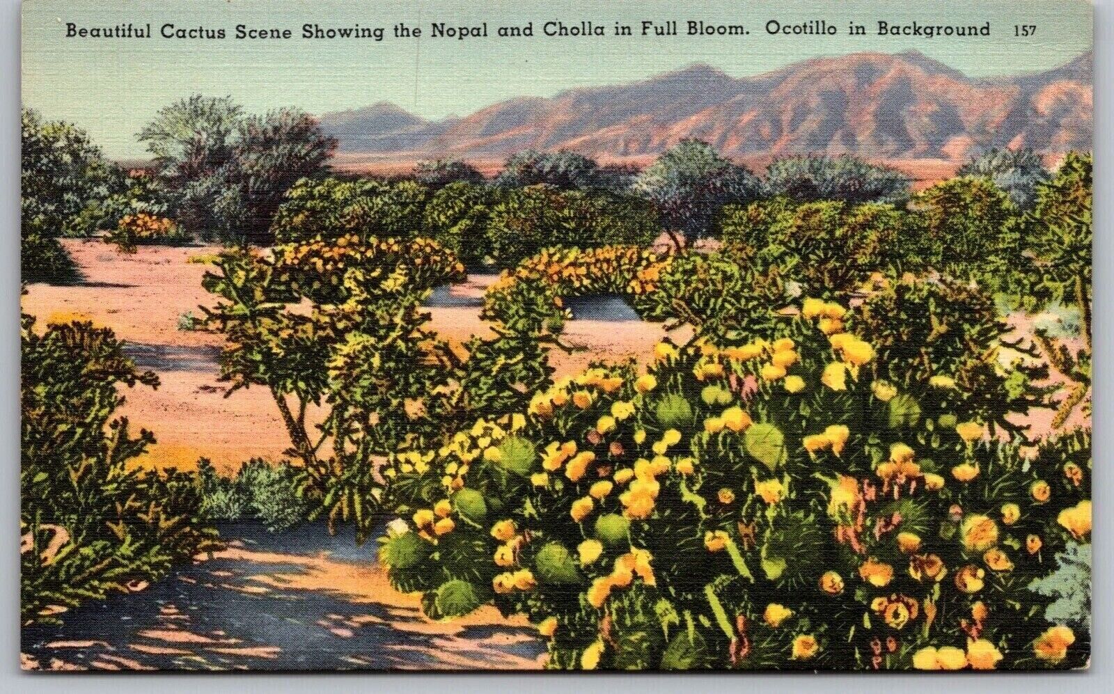 Cactus Nopal Cholla Full Bloom Ocotillo Desert Mountains Linen WOB VNG Postcard