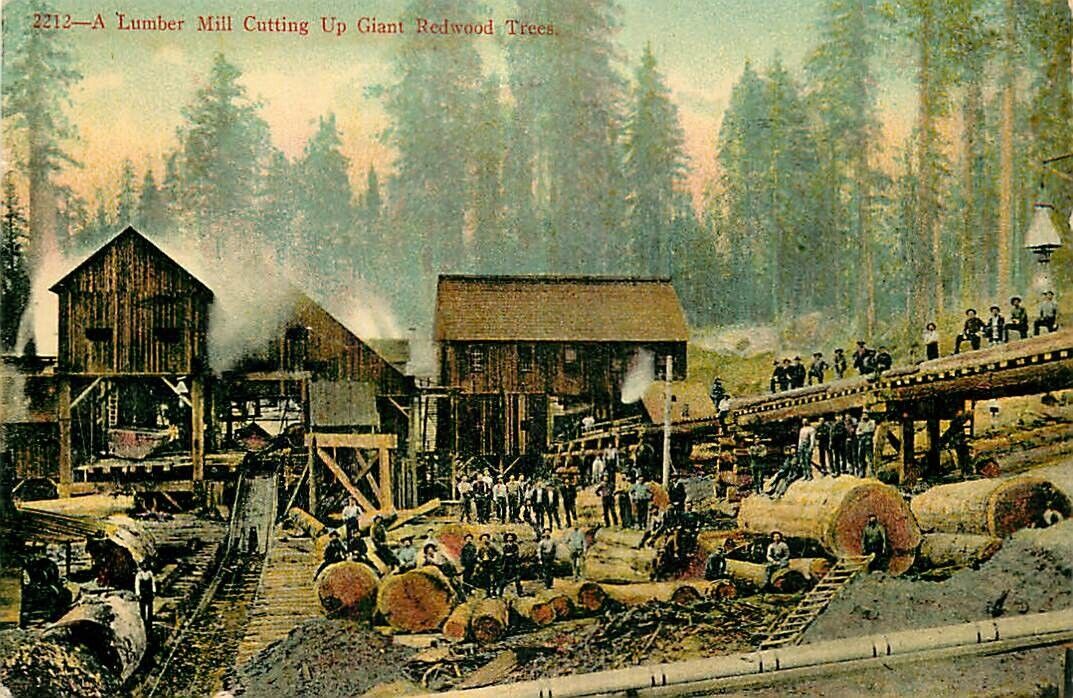 Postcard Lumber Mill Cutting Up Giant Redwood Trees