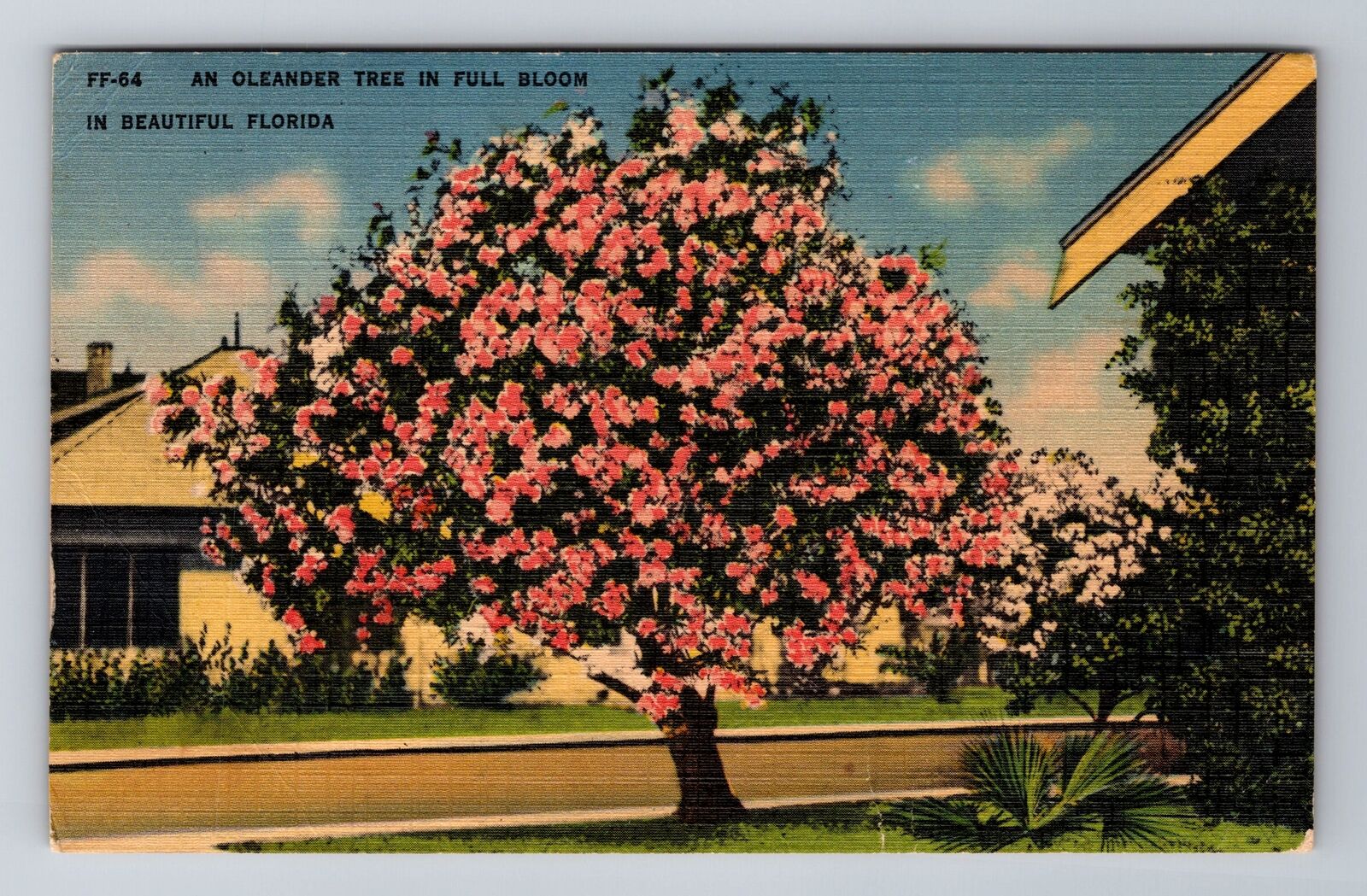 FL-Florida, Oleander Tree in Full Bloom, Antique Vintage Souvenir Postcard