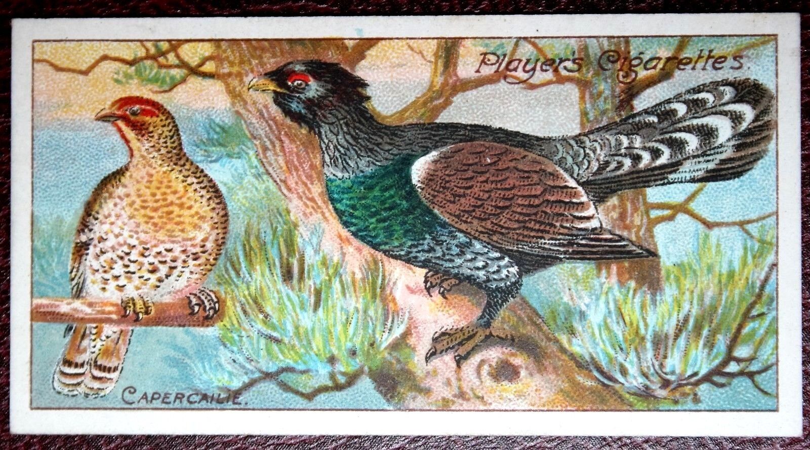 CAPERCAILLIE  Vintage 1908 Illustrated Wildlife   DD15