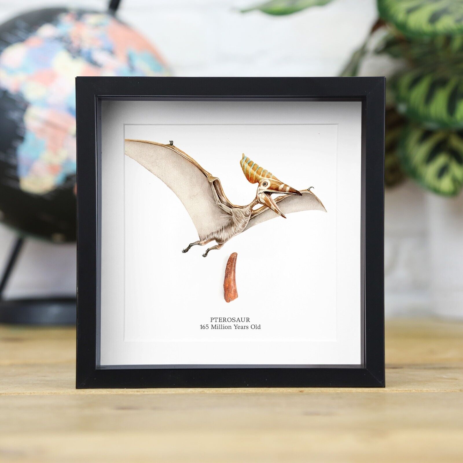 Pterodactyl Tooth & Watercolour Illustration Box Frame Real Dinosaur Fossil Gift