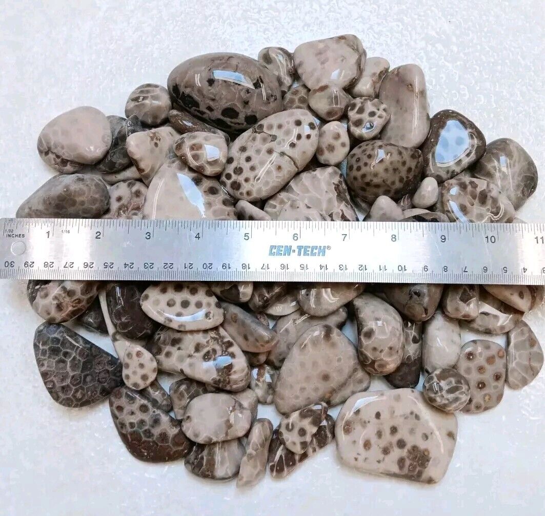 5+ Lbs Michigan ODD Petoskey Stone Unpolished Hexagonaria Rock Lot Coral Fossils