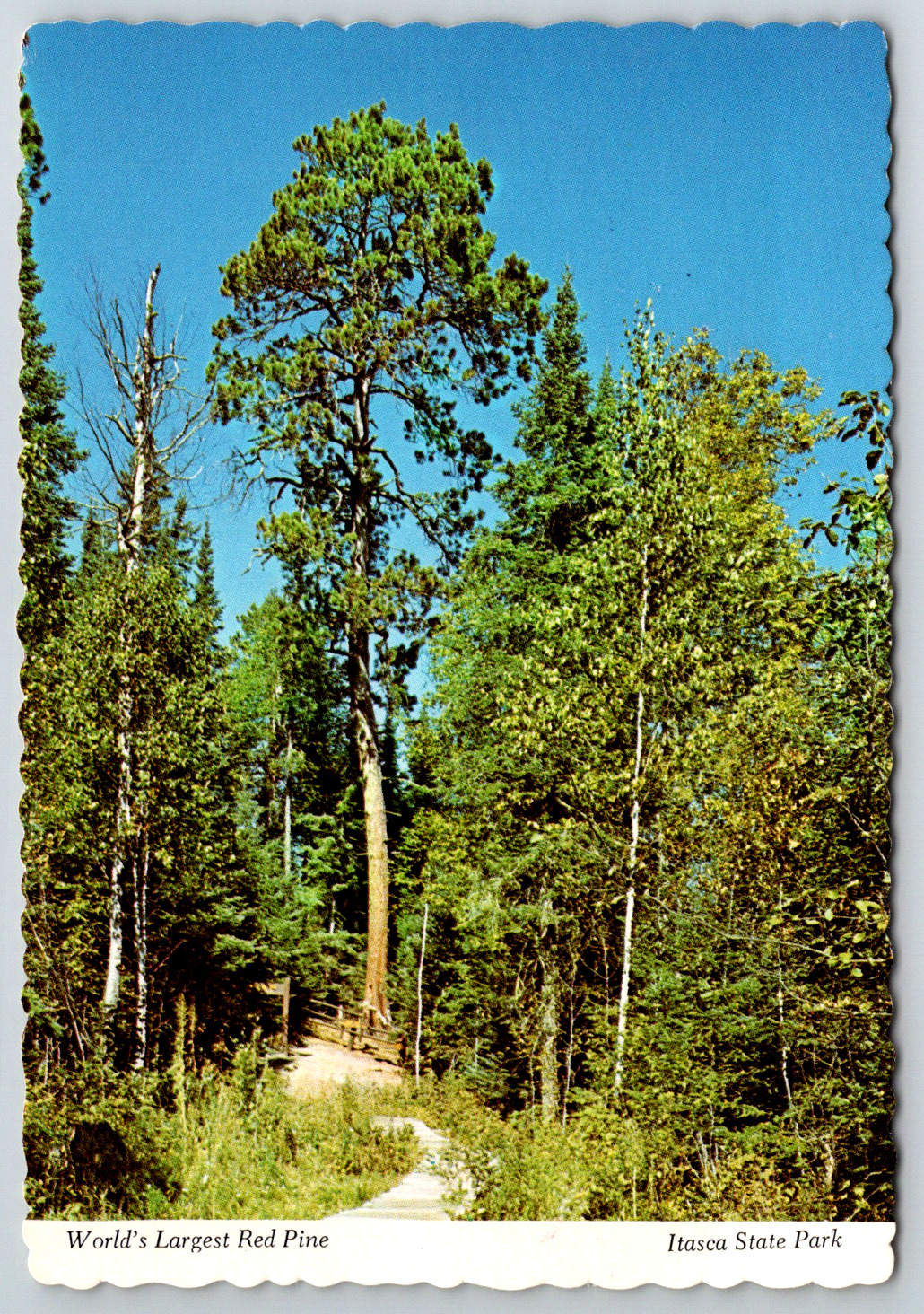 c1960s World\'s Largest Red Pine Itasca State Park Vintage Postcard Continental
