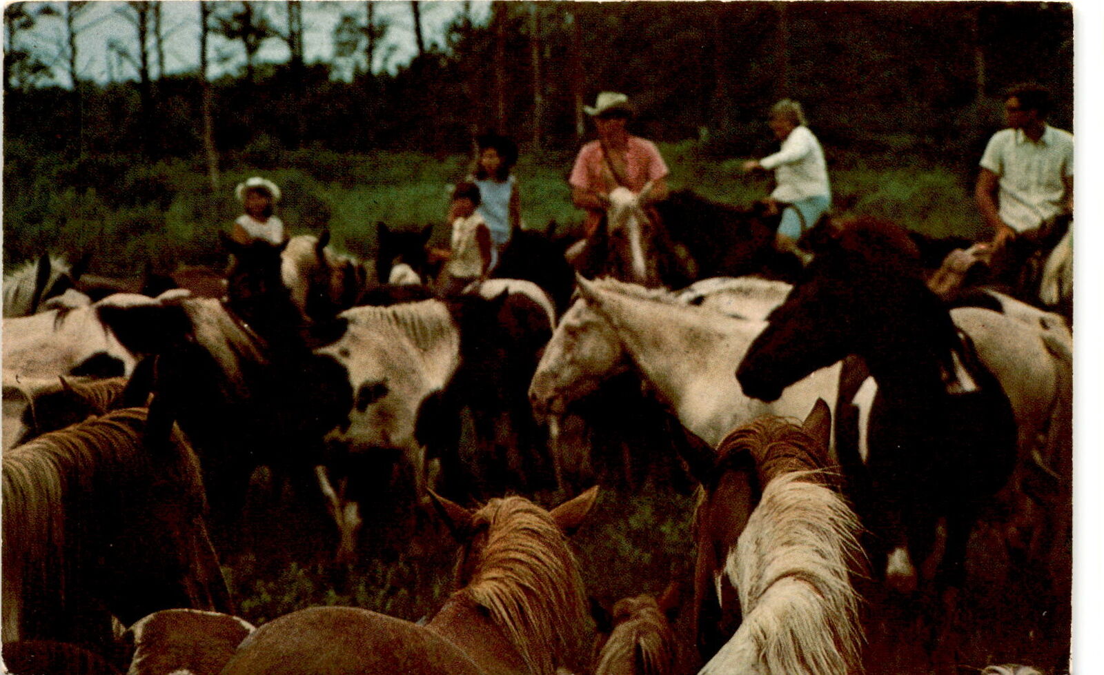 Chincoteague, Virginia, Pony-Penning event, Mrs. Wm. M. Postcard