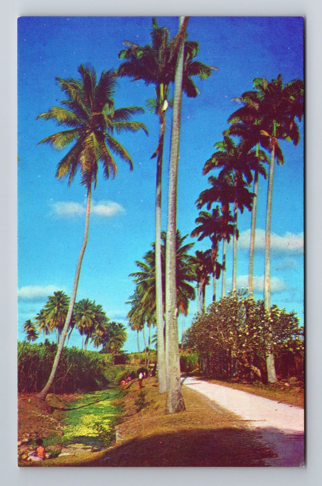 Barbados-West Indies, Country Scene, Royal Palms, Sugar Cane, Vintage Postcard