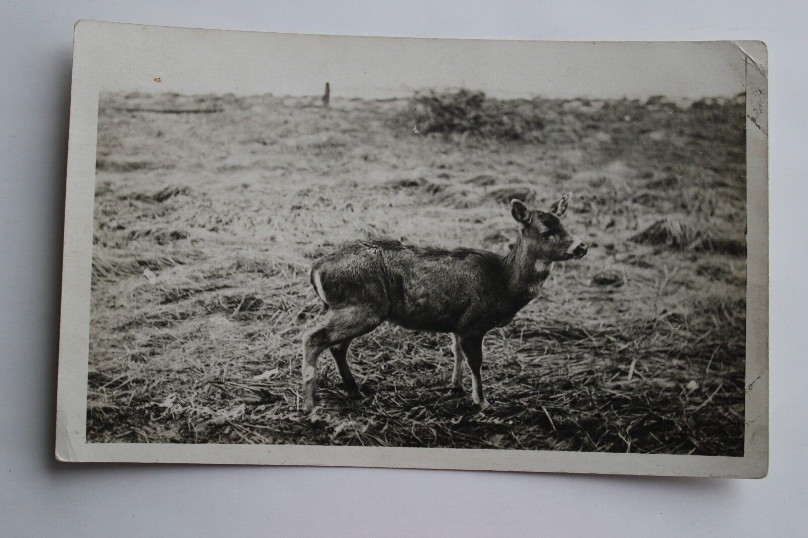 Vintage Postcard RPPC Whitetail Deer Standing In Grass Old #3172