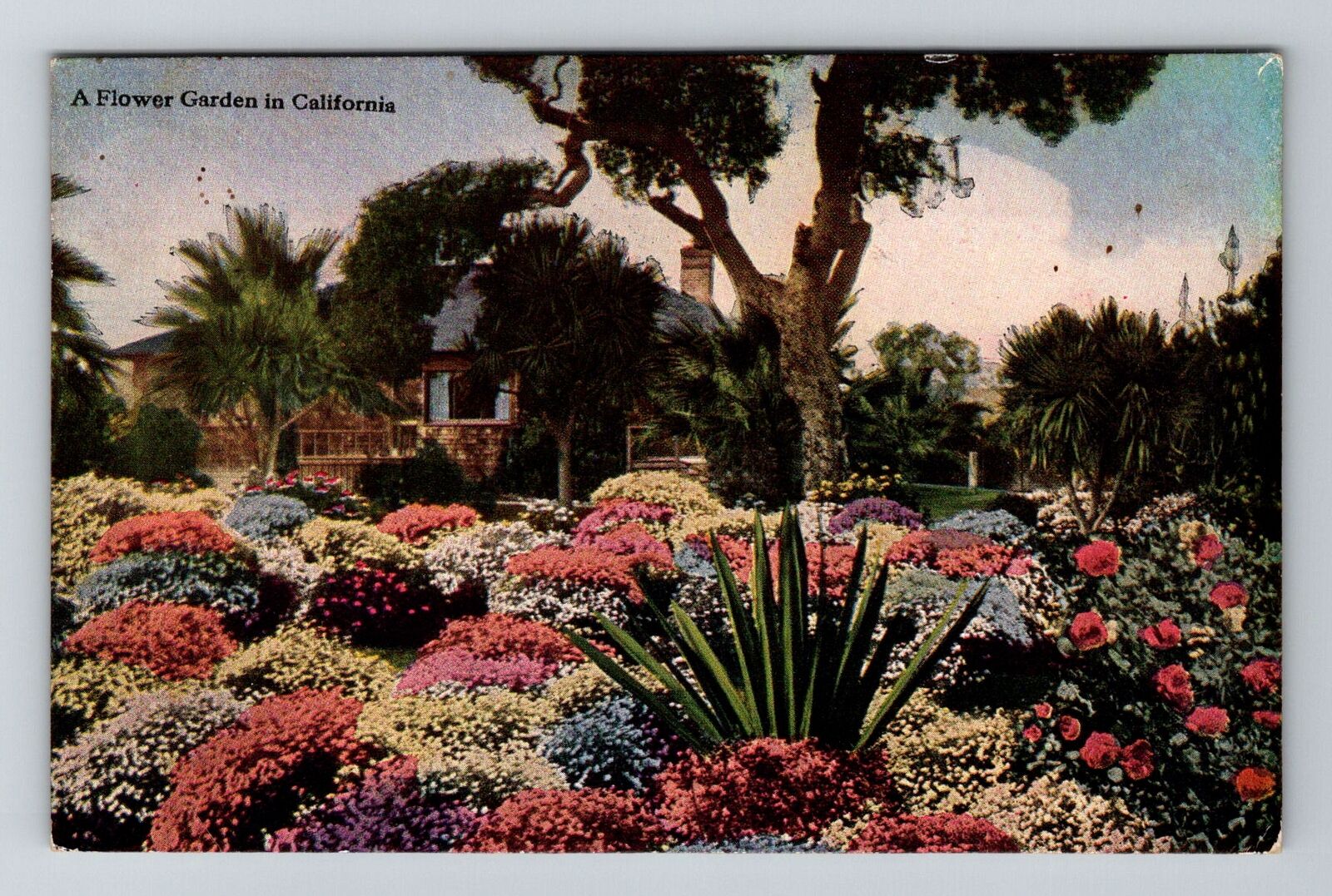 California, CA-California, A Flower Garden Antique, Vintage Souvenir Postcard