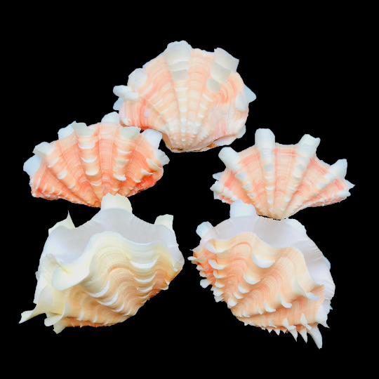 Tridacna Clam Shell Small Fancy Unique Sea Shell Decorative Display Specimen
