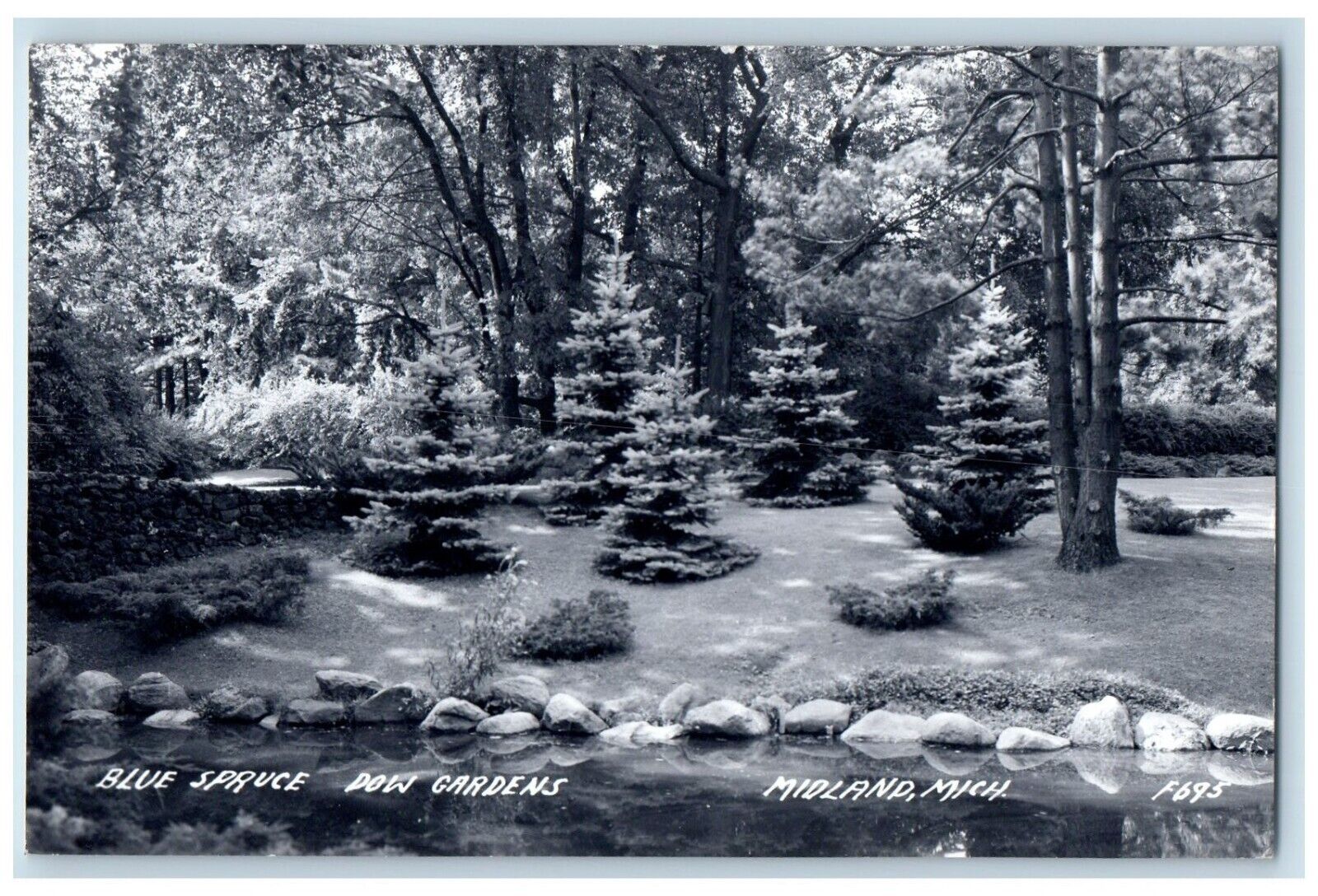 c1950's Blue Spruce Dow Gardens Midland Michigan MI RPPC Unposted Photo Postcard