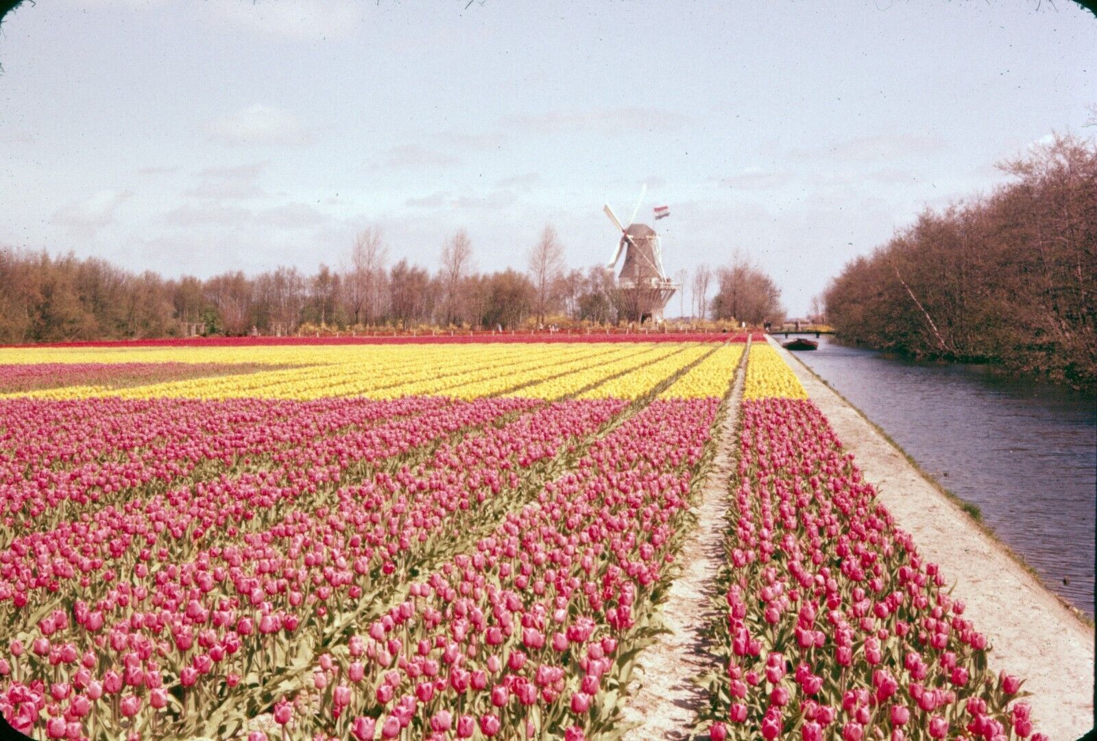 1958 Flowers Keukenhof Botanical Garden Lisse Netherlands #2 Vintage 35mm Slide