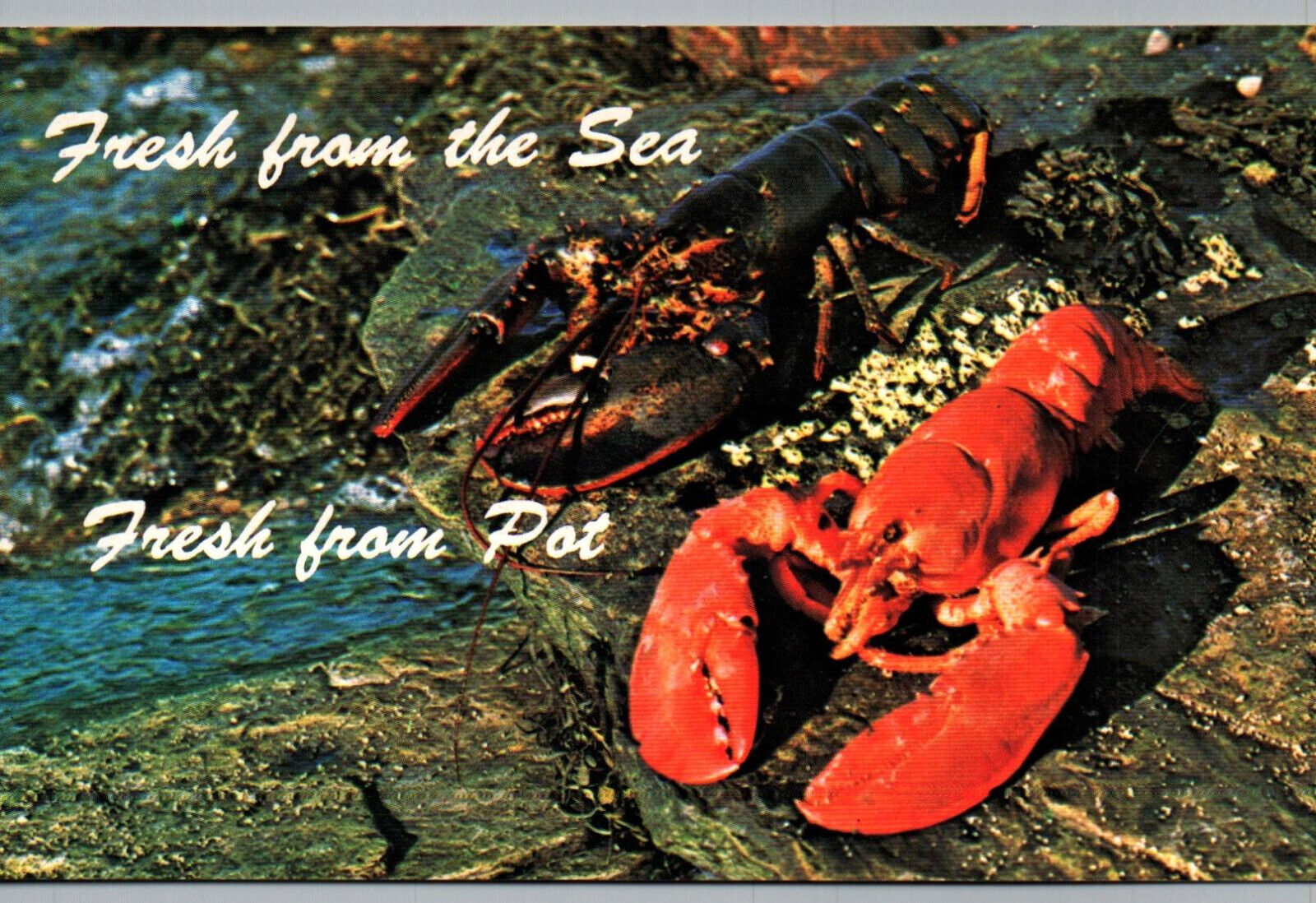 Postcard Maine Lobster Fresh from the Sea, Fresh from Pot Unused Blank Card