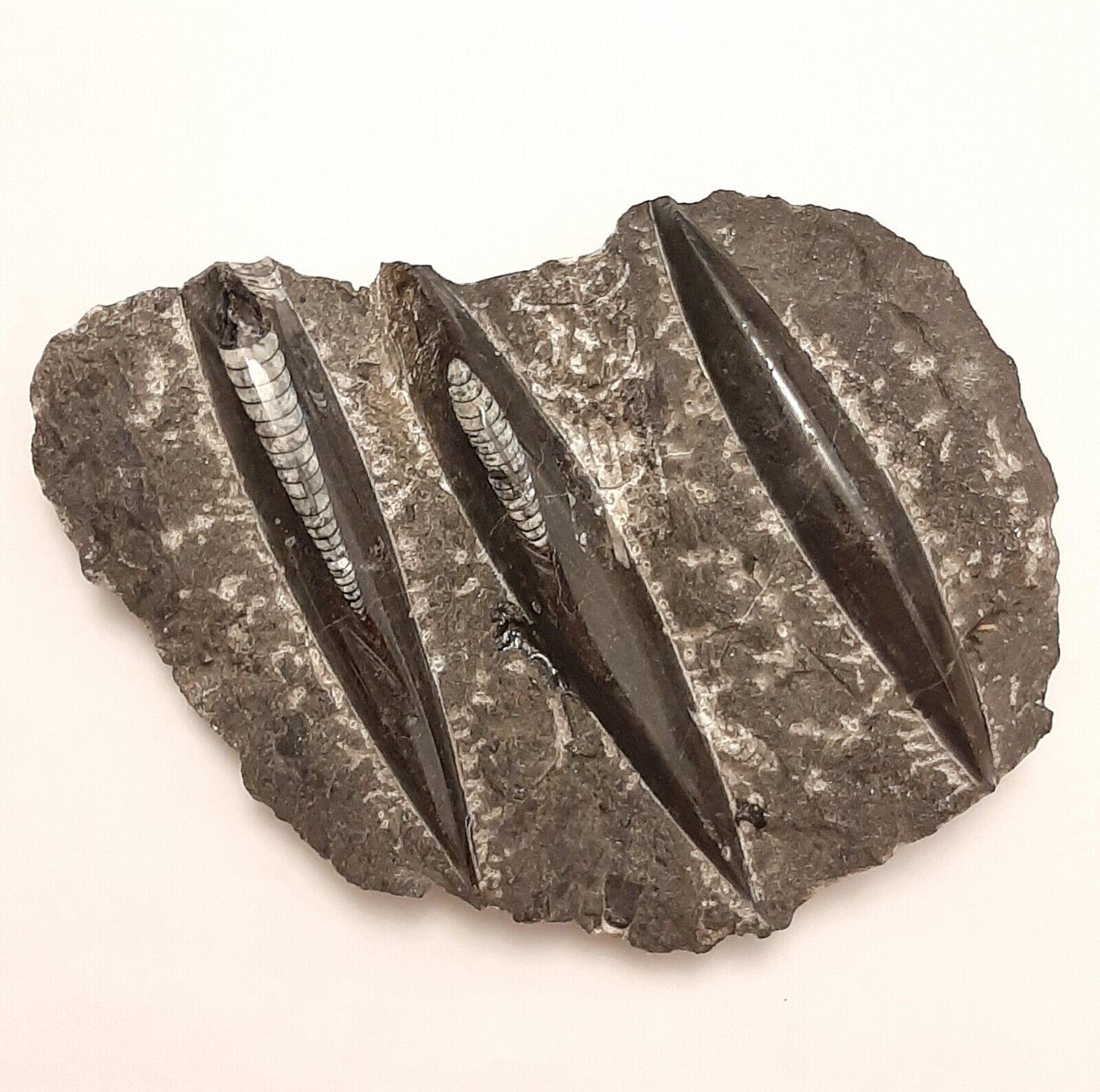 Orthoceras Fossil Stone Plate Black Rock 3 Spears 760g
