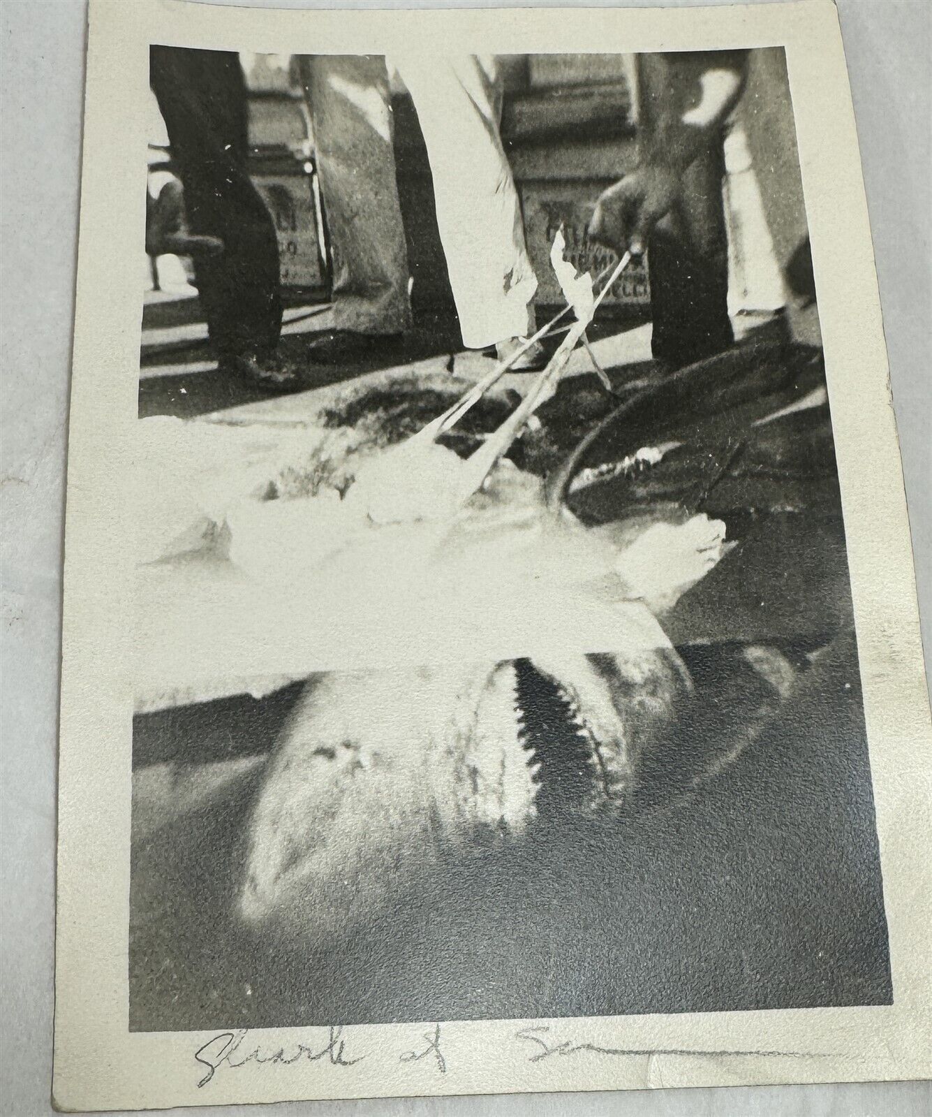 Vintage B&W Photograph Caught SHARK at Sea Biopsy