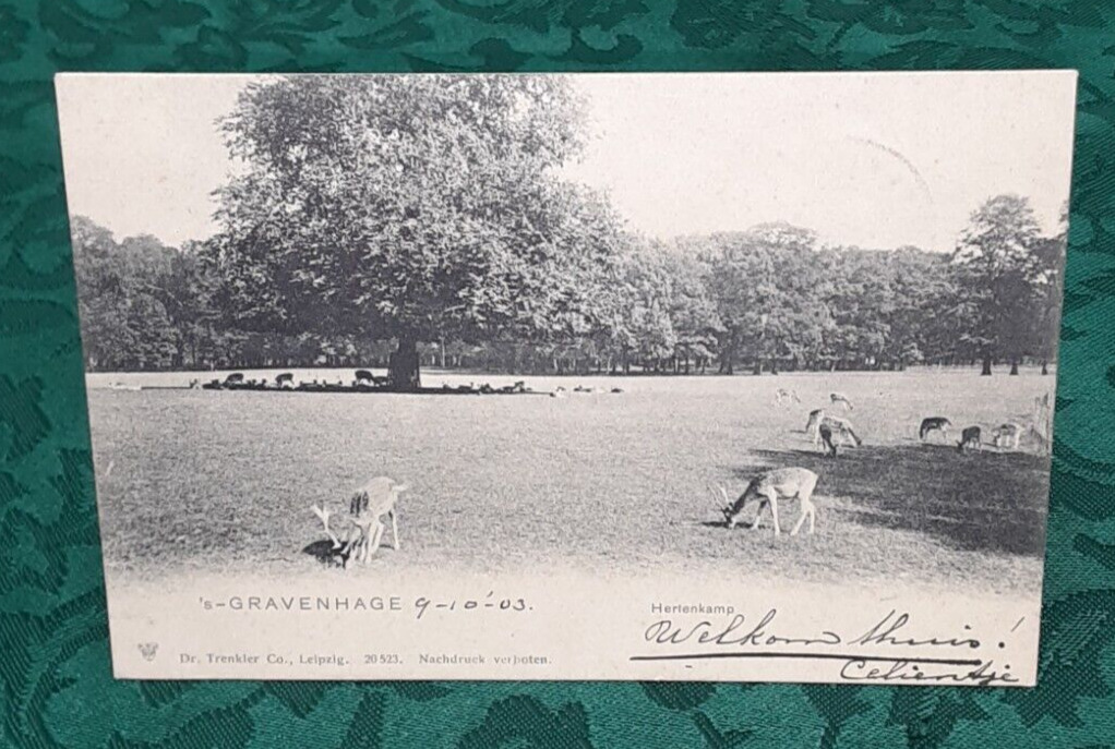 ANTIQUE c1903 German Postcard GRAVENHAGE HERTENKAMP Netherlands DEER PARK