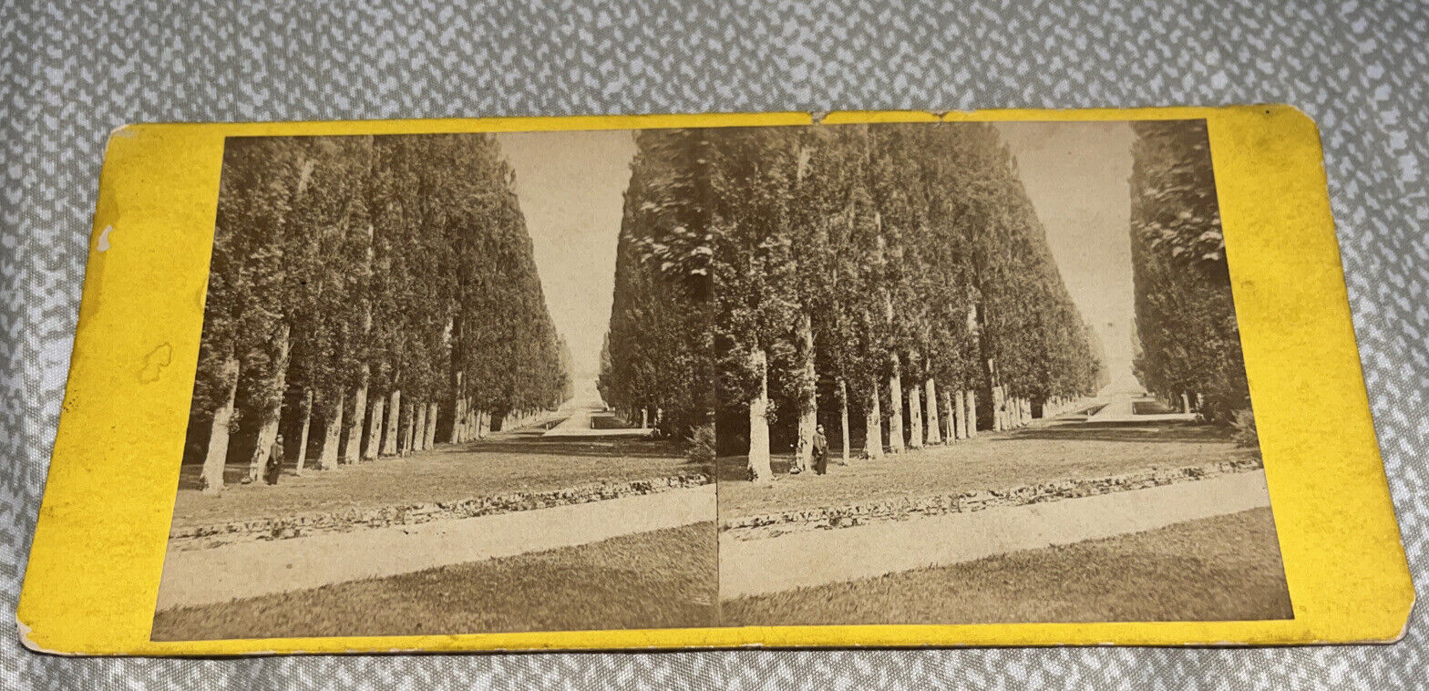Antique Stereoview Card Photo: Poplar Avenue Kashmir Cashmere India Pakistan War