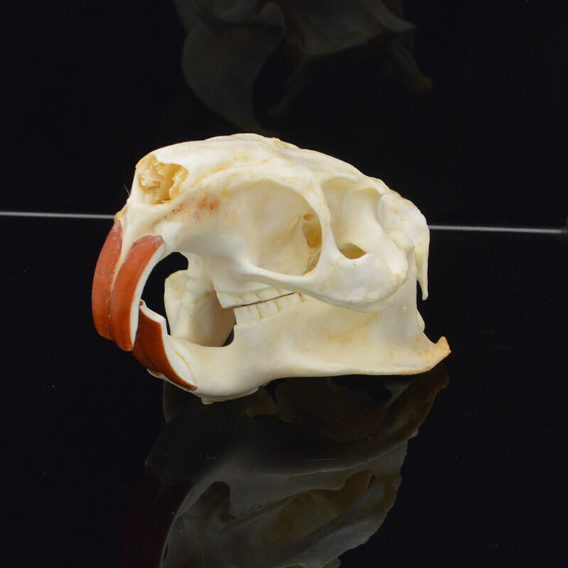 1 PCS real skull beaver skull specimen decoration crafts Halloween ornaments11X6