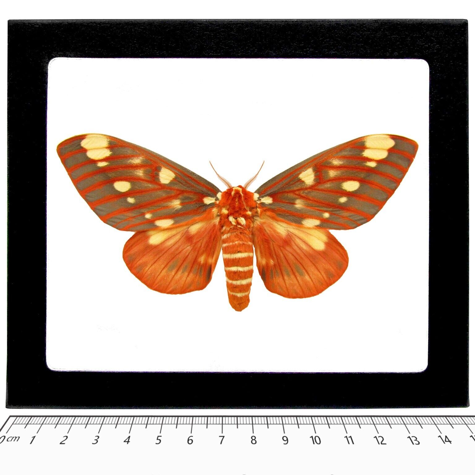 Citheronia regalis red orange yellow saturn moth USA FRAMED