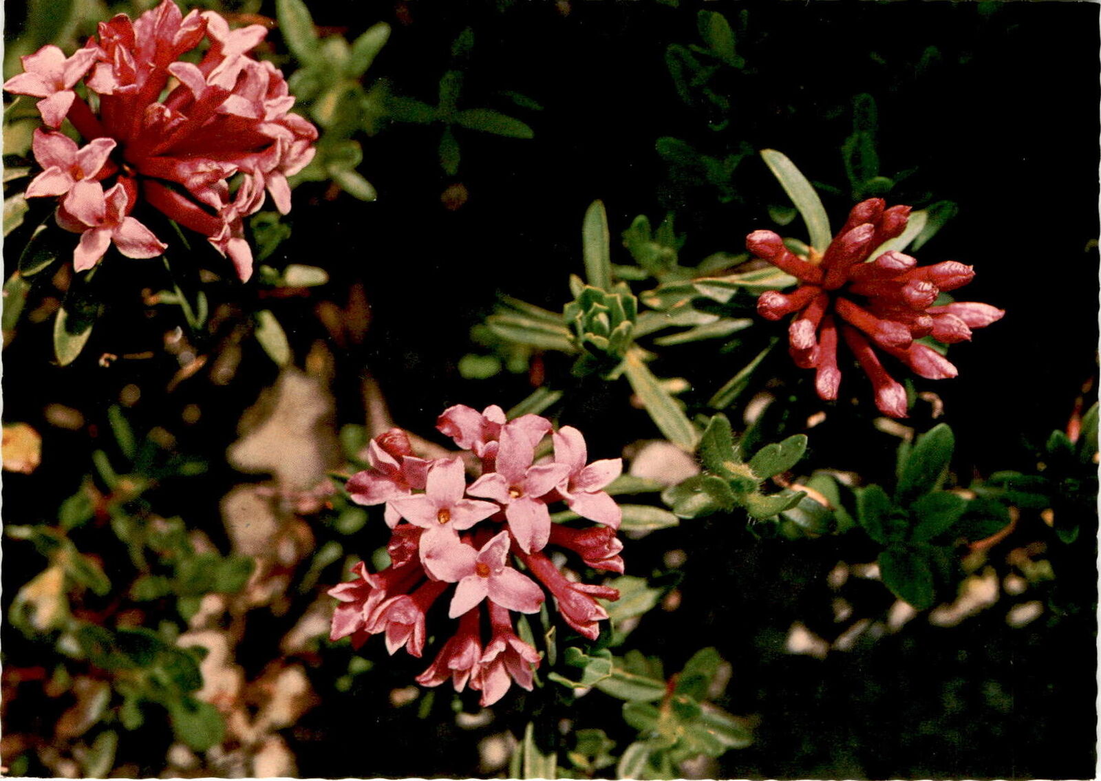 Daphne striata, Steinröschen, Garland flower, Bois joli, Karl Postcard