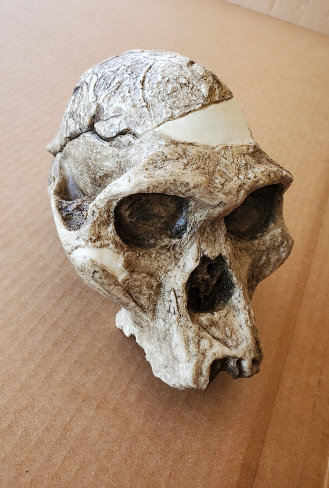 Australopithecus africanus \