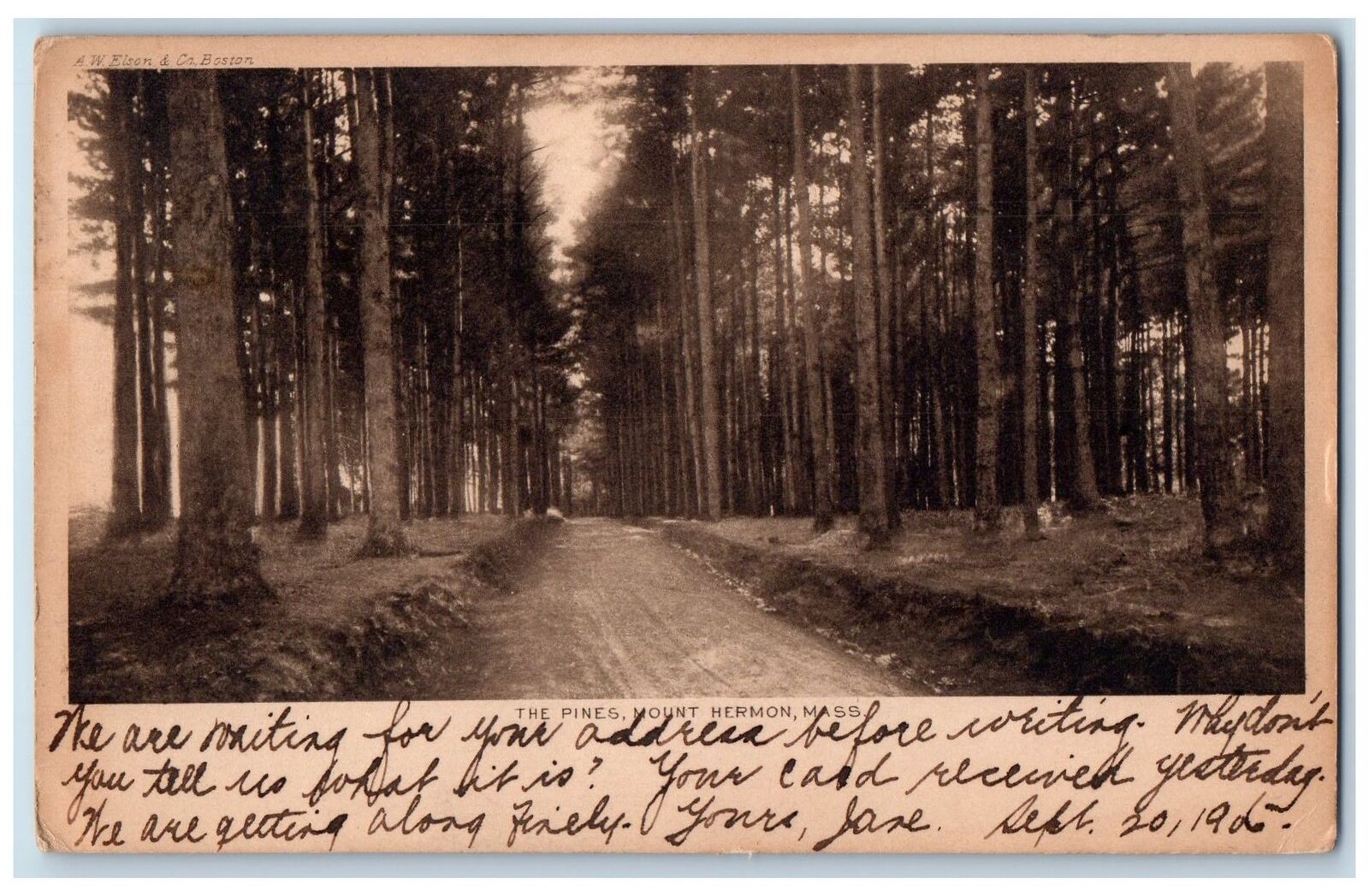 1907 The Pines Mount Hermon Massachusetts MA Posted Vintage Pine Trees Postcard