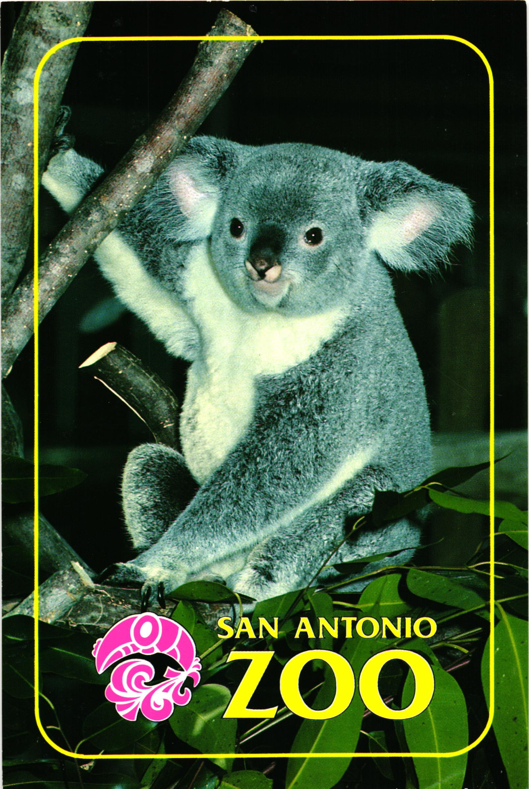 San Antonio Zoo Koala Bear Unposted Postcard Zoological Society Texas