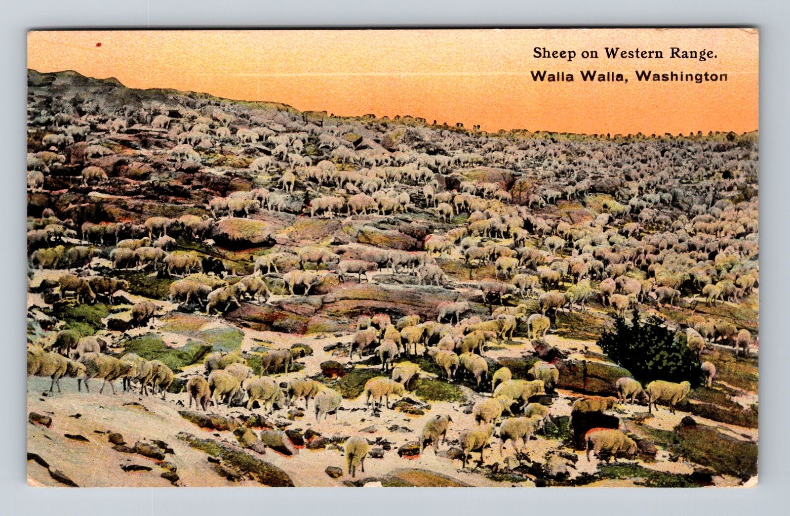 Walla Walla WA-Washington, Panoramic of Sheep Western Range Vintage Postcard