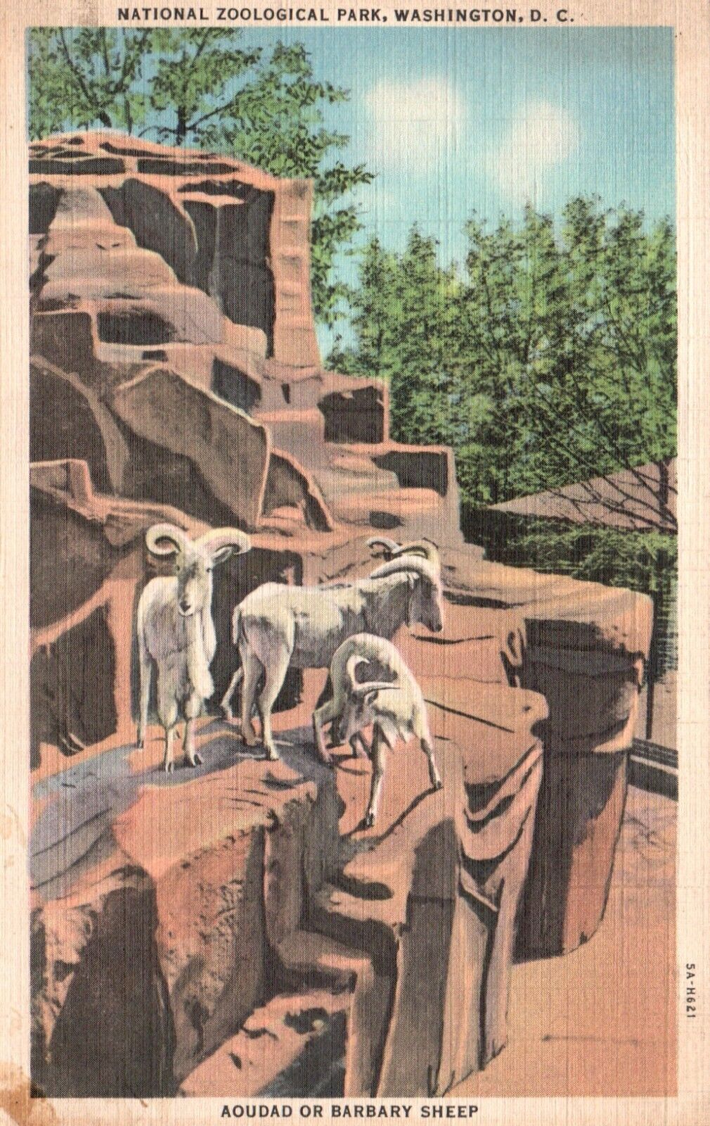 Washington, DC, Aoudad or Barbary Sheep National Zoological Park, Postcard e5313