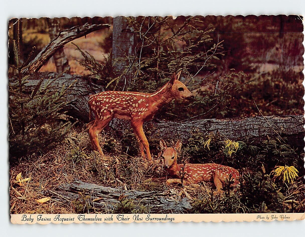 Postcard Whitetail Fawn Canada North America