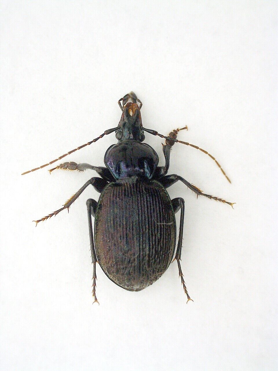 Carabidae, Carabinae, Cychrini Sphaeroderus stenostomus lecontei USA