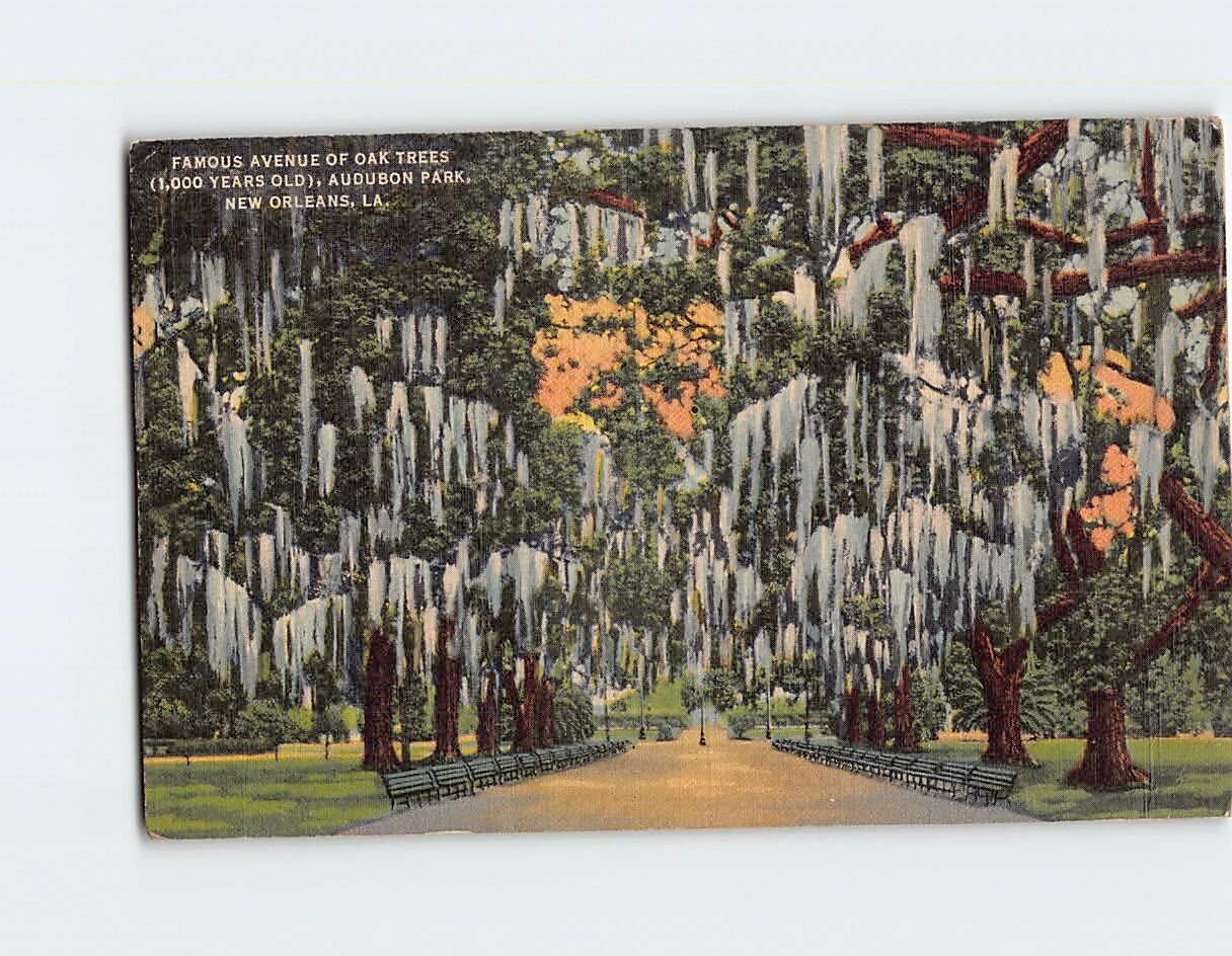 Postcard Famous Avenue of Oak Trees Audubon Park New Orleans Louisiana USA