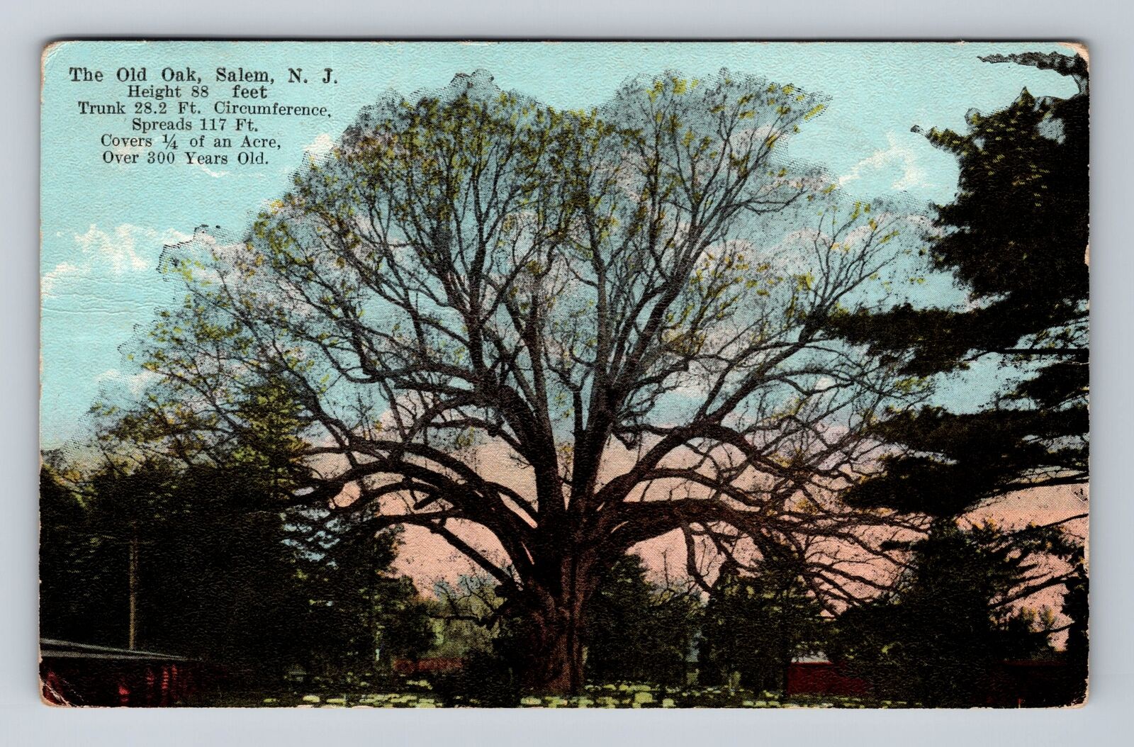 Salem NJ-New Jersey, Scenic View the Old Oak, Antique Vintage Postcard